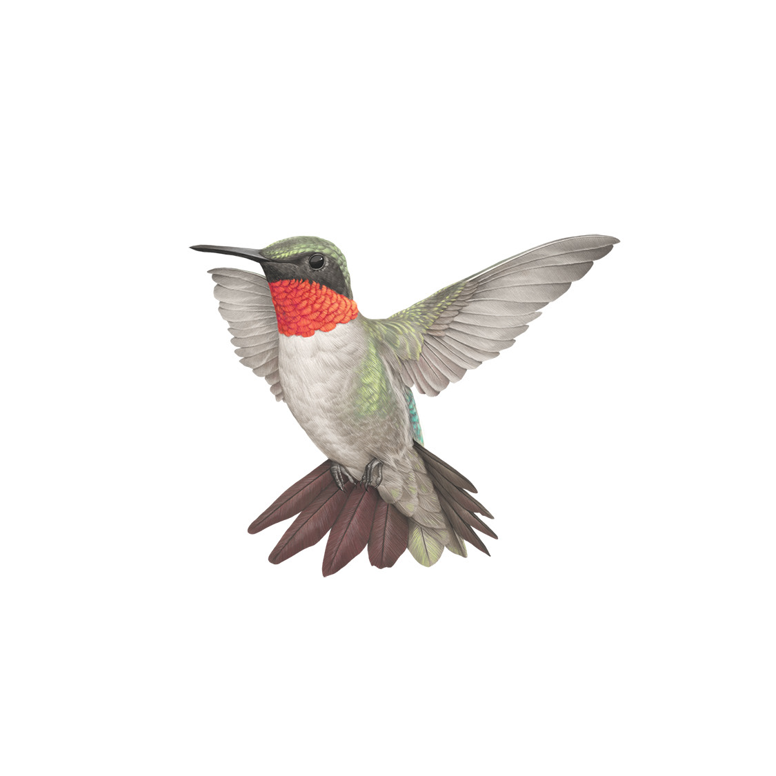 Ruby Throated Hummingbird