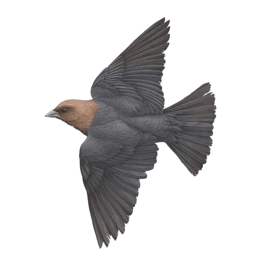 Brown Headed Cowbird