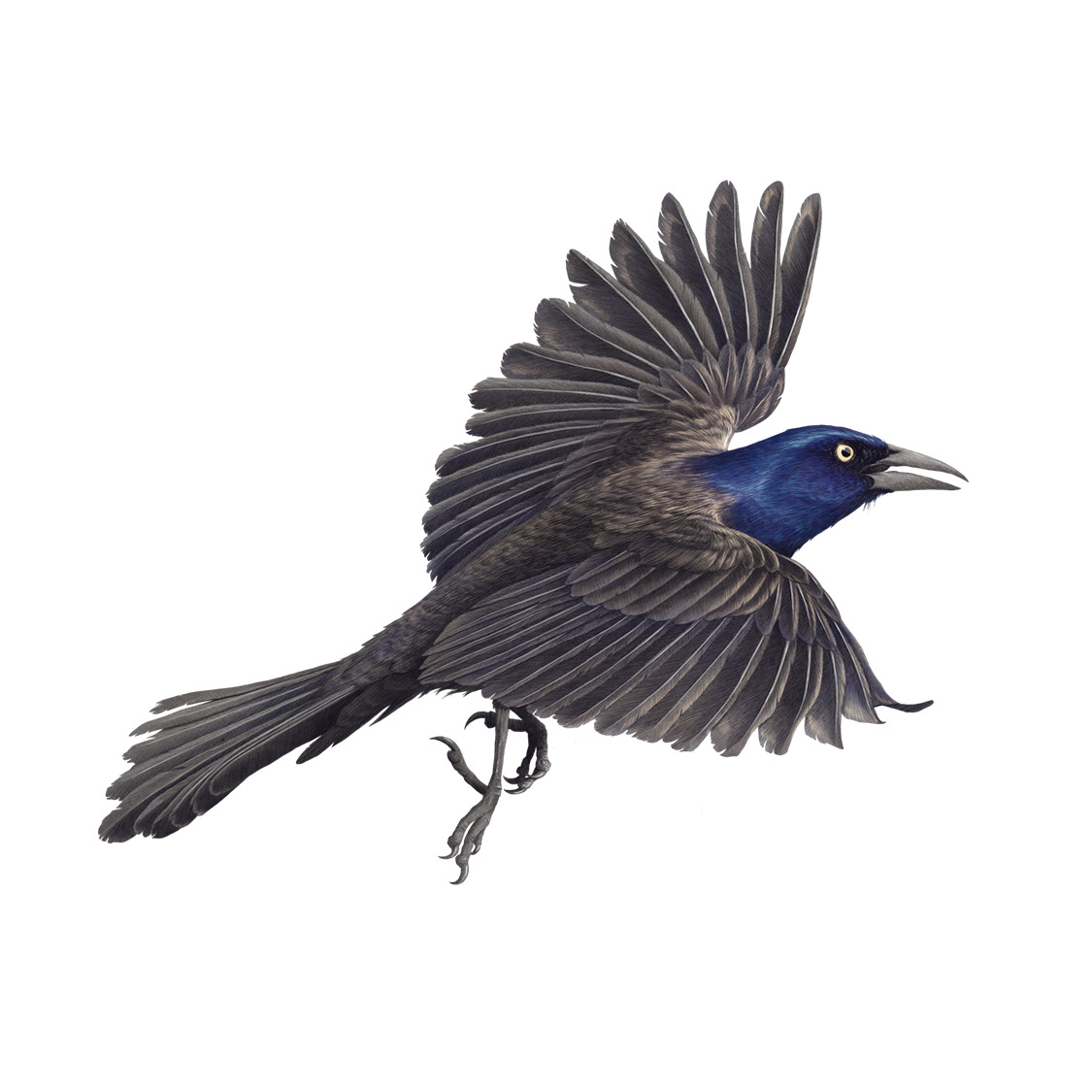 Common Grackle