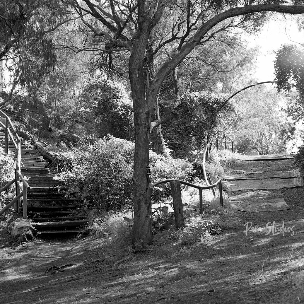A black and white photo of 2 paths leading in opposite directions in the bush. On the left a staircase, and on the right a trail with carpets lining the dirt ground. Trees and bushes line the edges of each.
