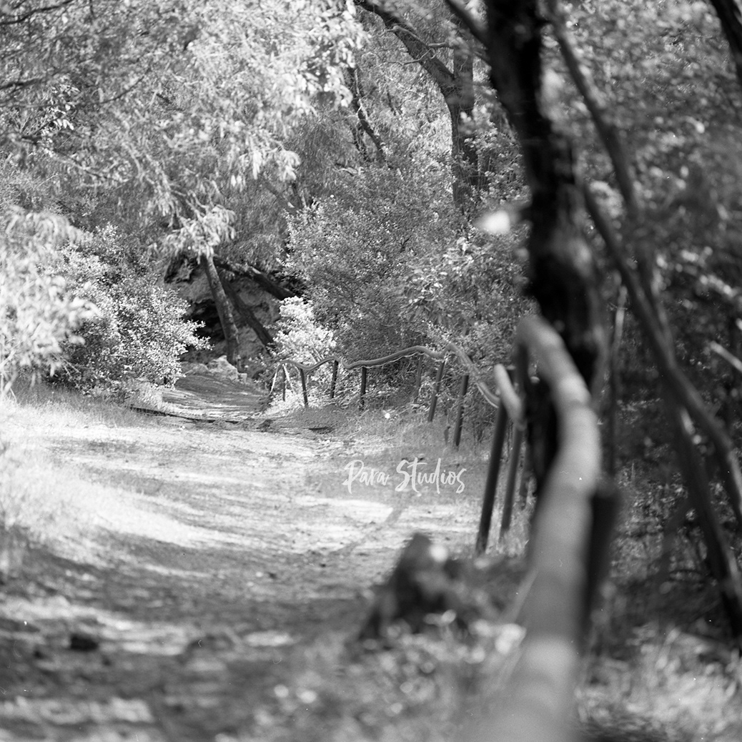 A black and white photo of a trail leading downhill in the bush. There is a handrail on the right and trees and bushes crowd the edges of the walkway.