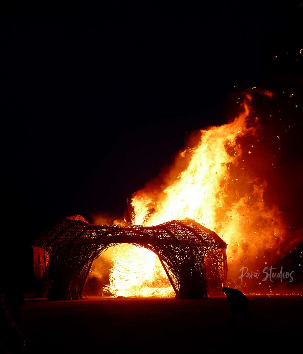 A giant wooden structure of WA's most iconic animal, the swan, stands in the middle of a paddock at night ablaze.