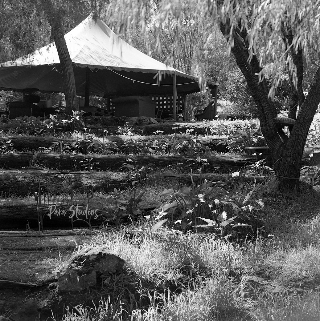 A black and white photo of the seating area to a natural limestone amphitheatre. There are giant logs as benches and a circular gazebo at the top of the hill sheltering couches. Weeds have overrun the place.