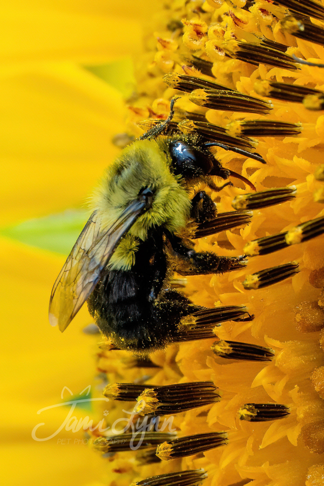 Macro shot of a wild bee pollinating a sunflower