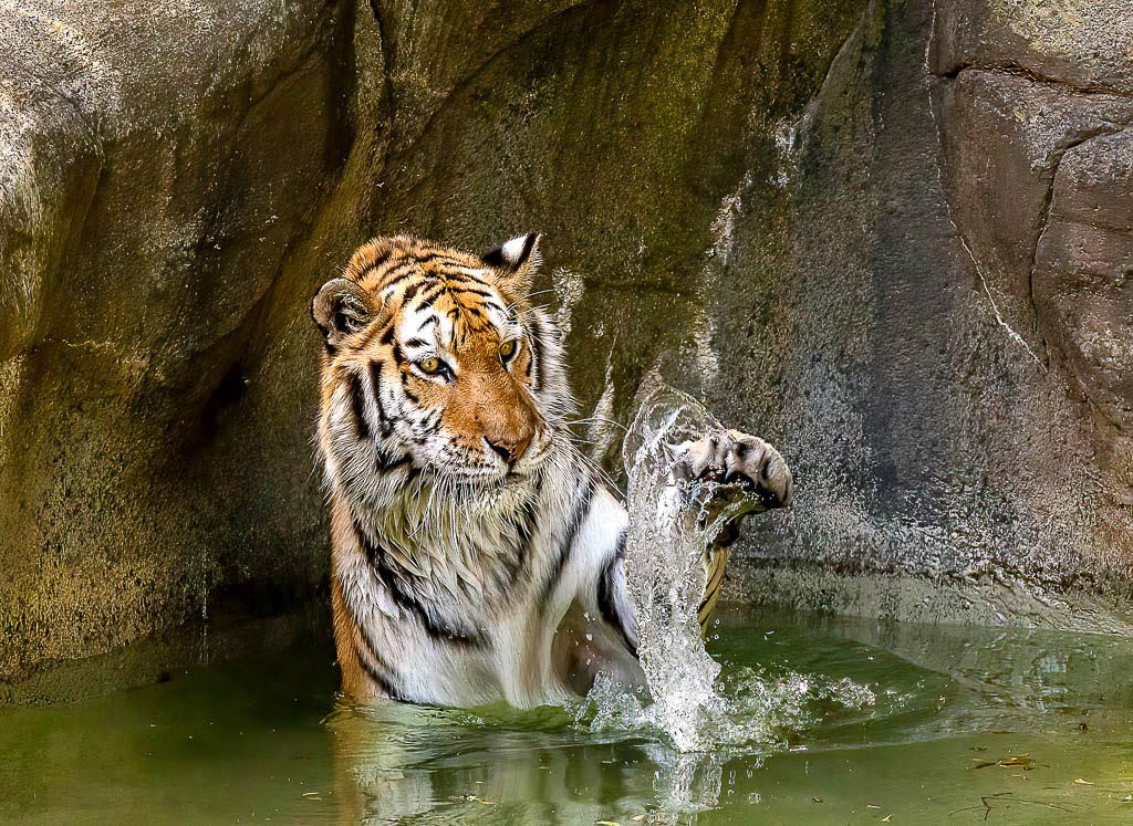 Whirl the Amur Tiger at Brookfield Zoo