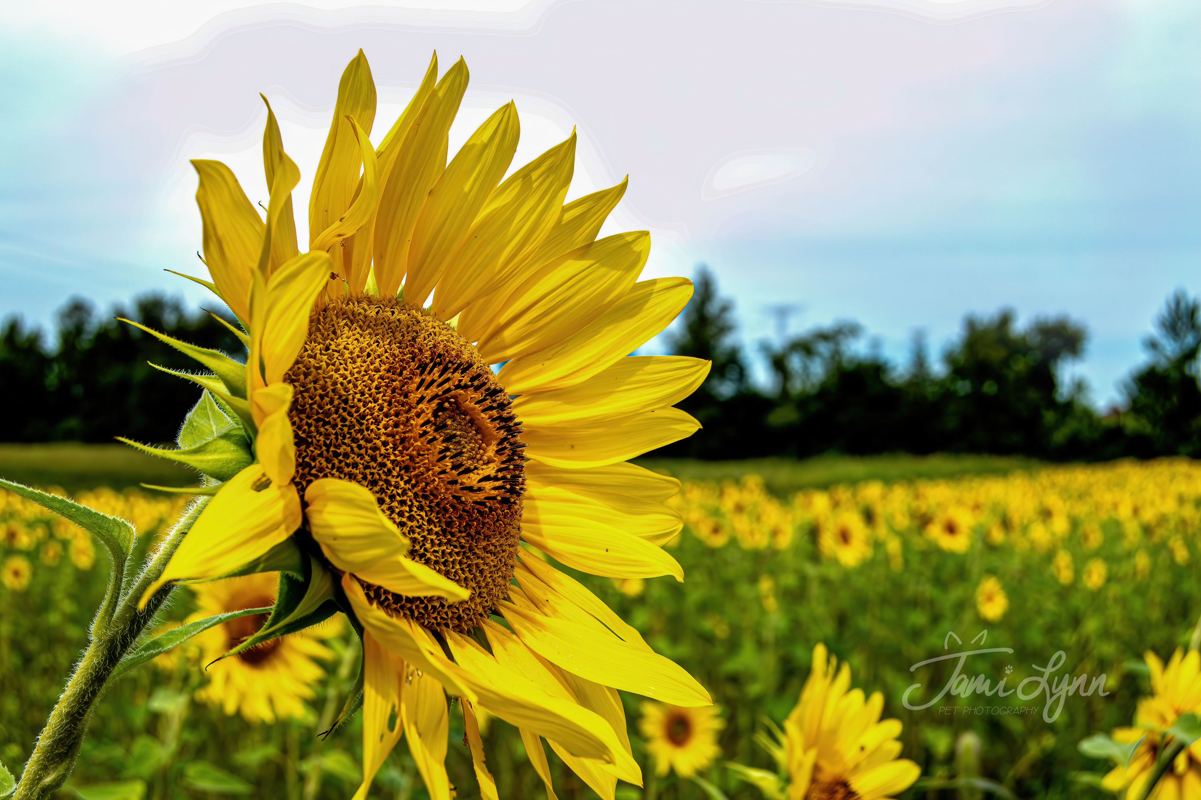 Photograph of a sunflower