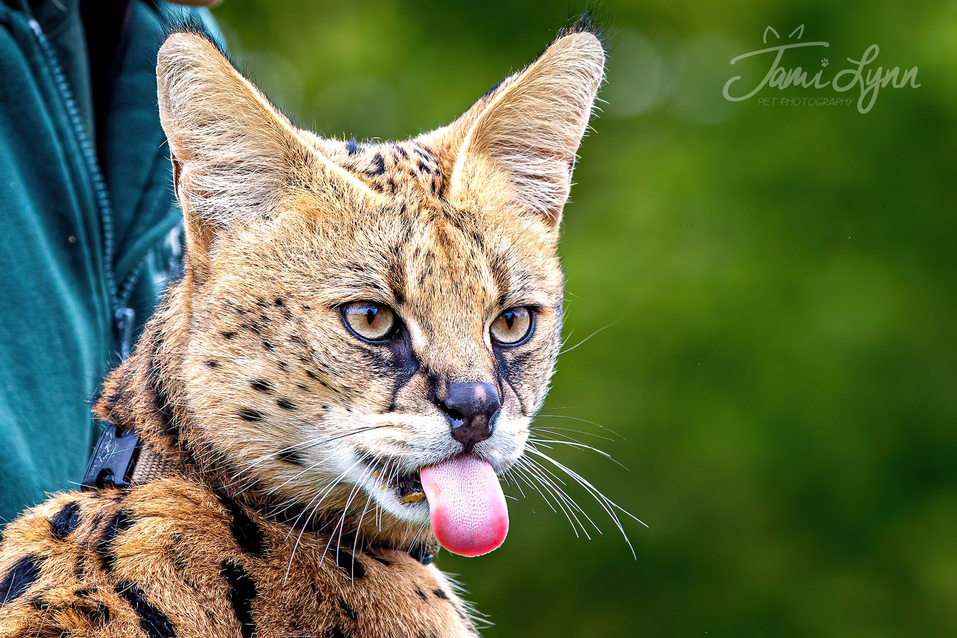 Sunset image of a white tailed deer in the Forest 