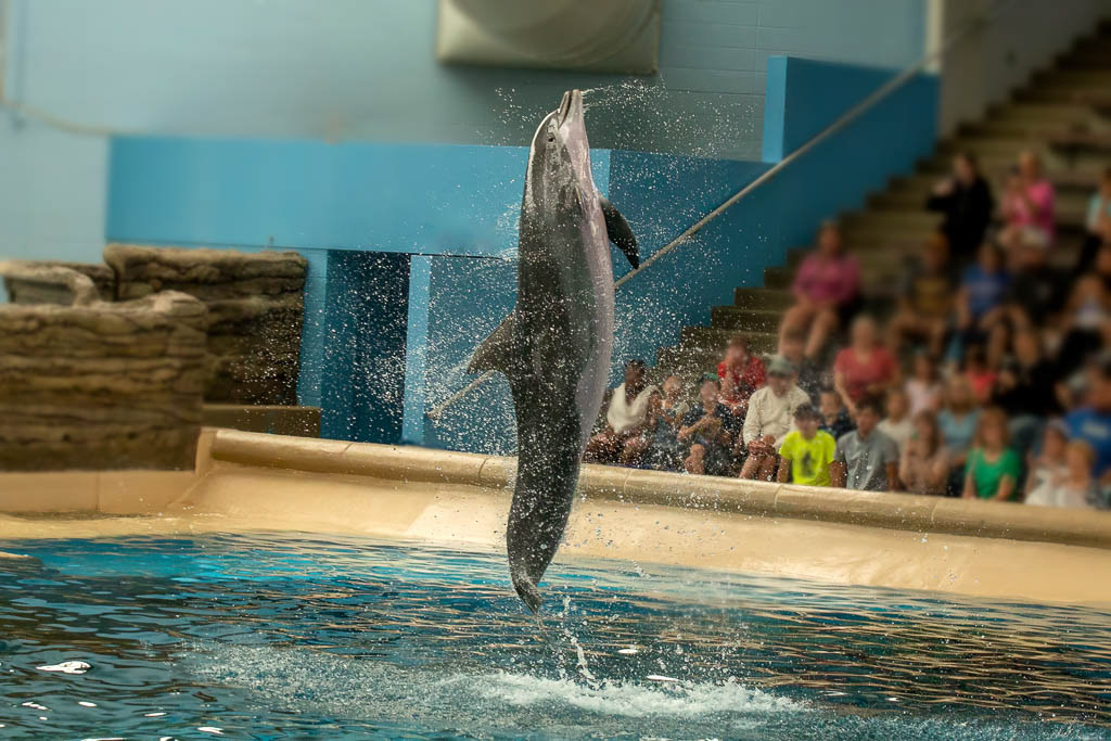 Dolphin in Discovery Bay at Brookfield Zoo