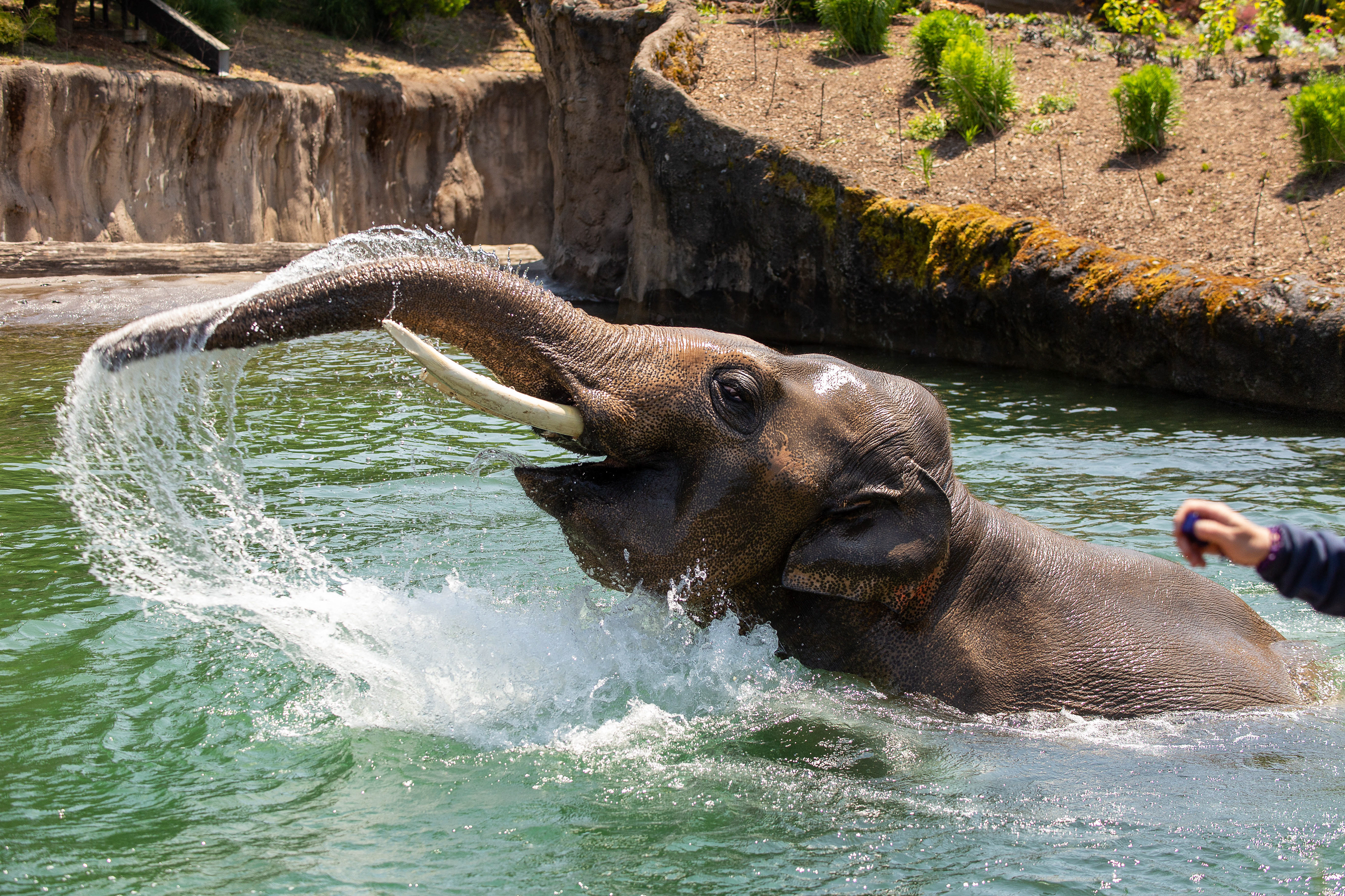 Male elephant display at Oregon Zoo