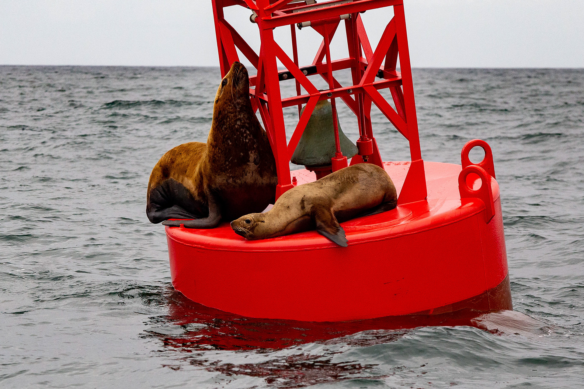 Two Sea lions in Oregon