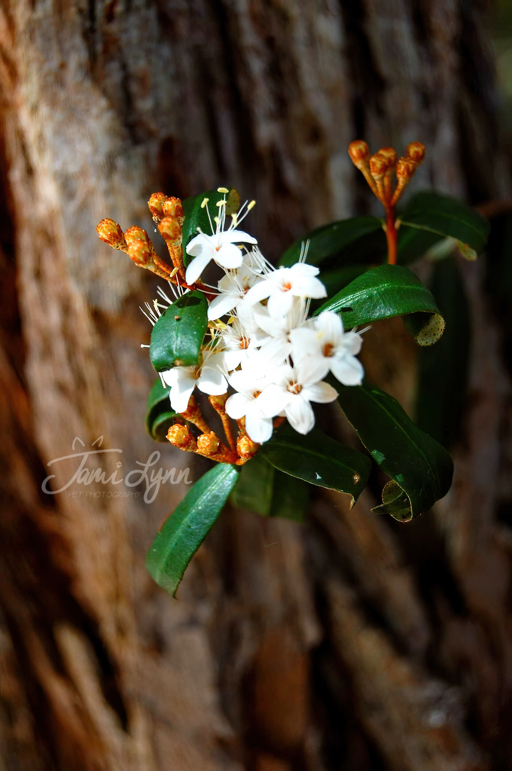 White flowers on Frasier Island Australia