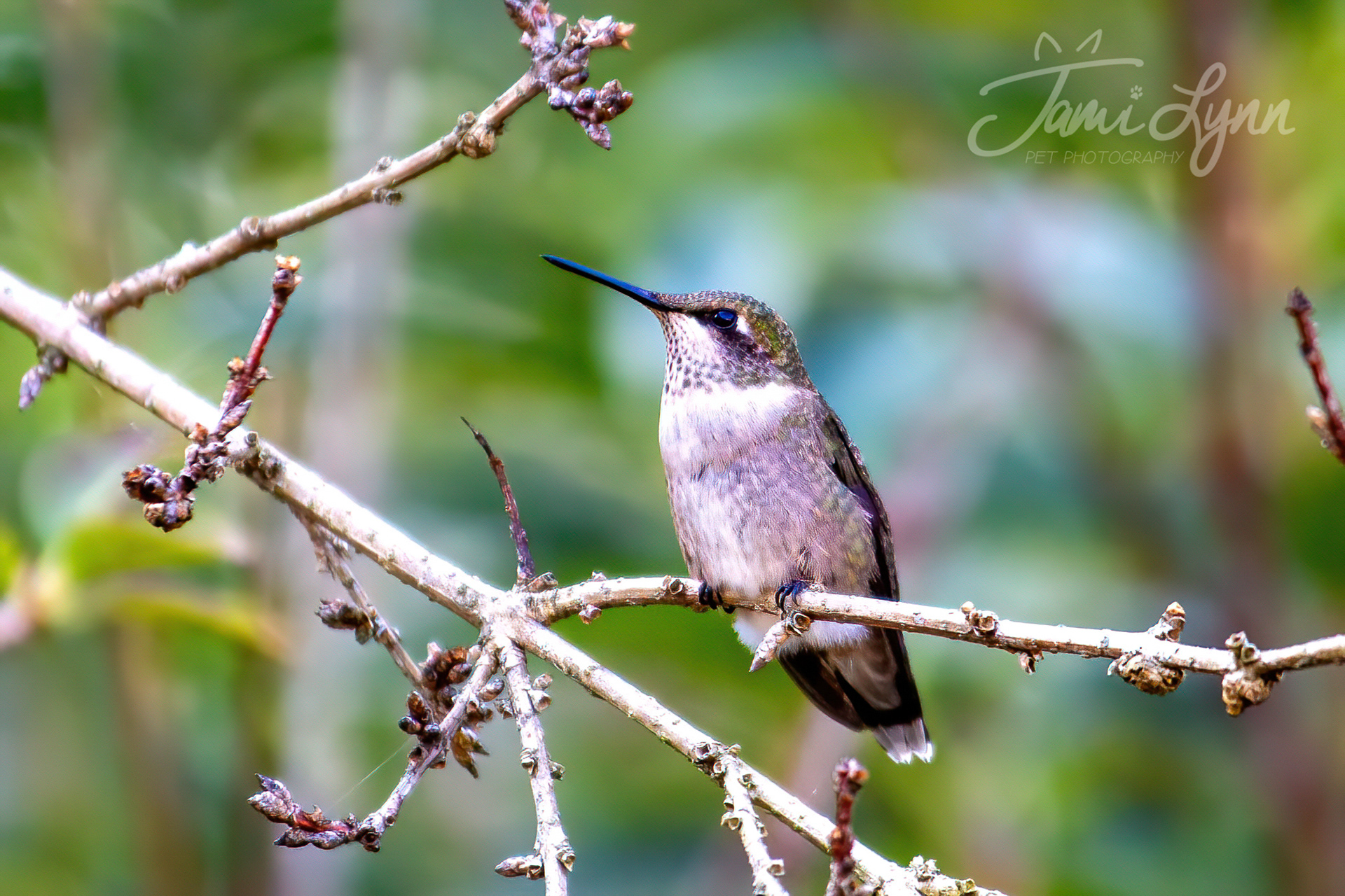 A hummingbird on a branch