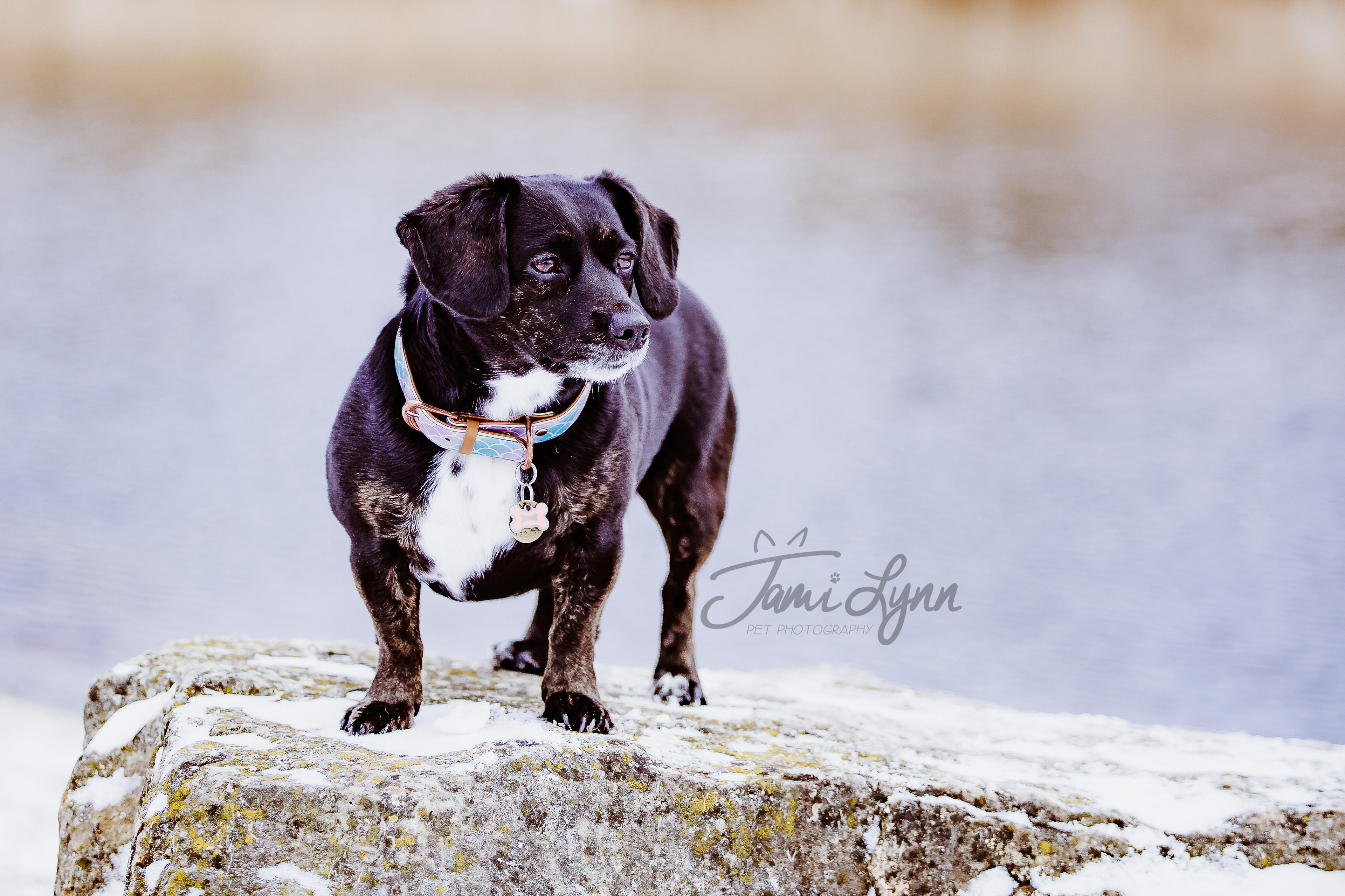 Black dog in Daffodil garden