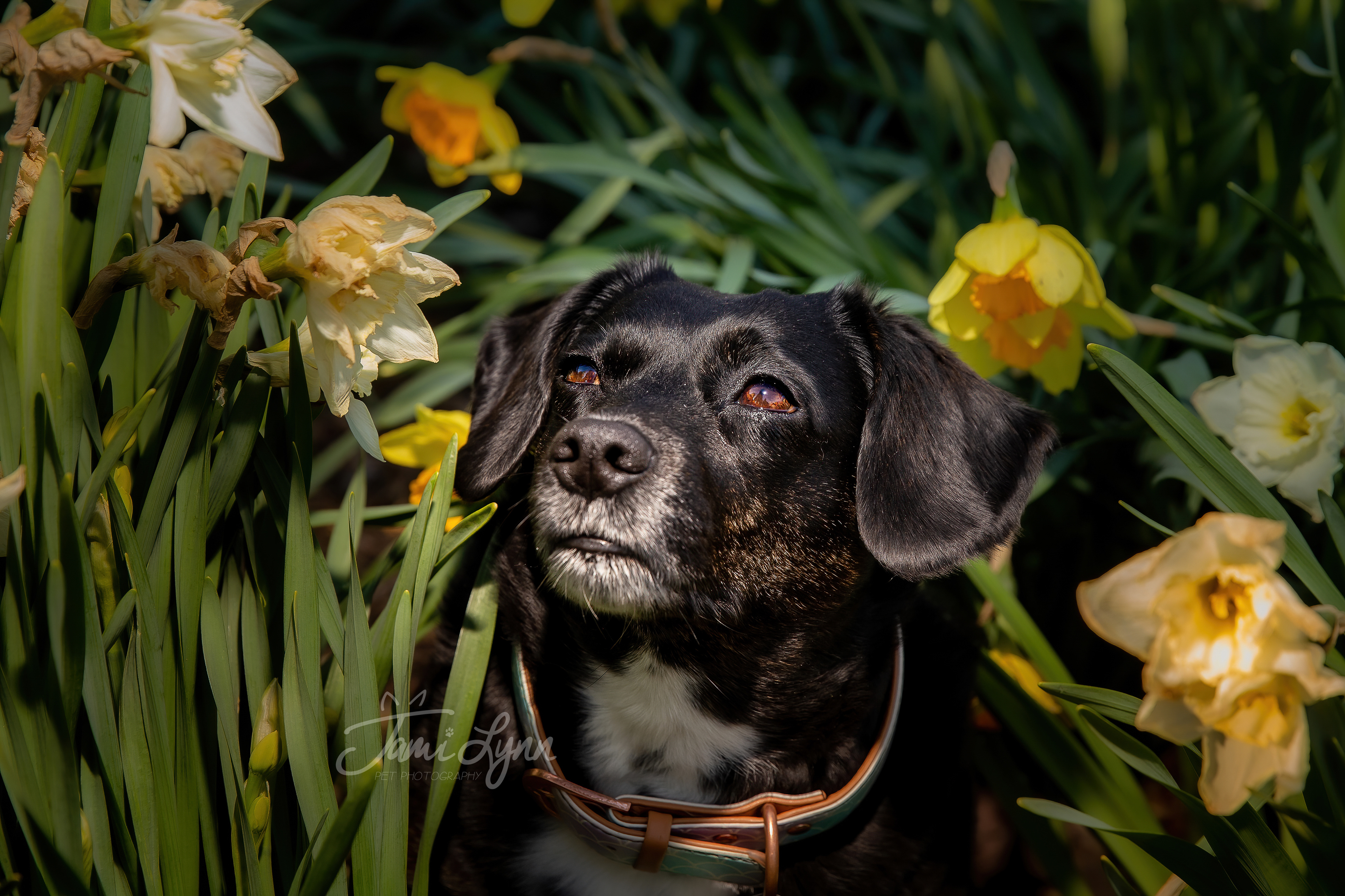 Black dog in Daffodil garden