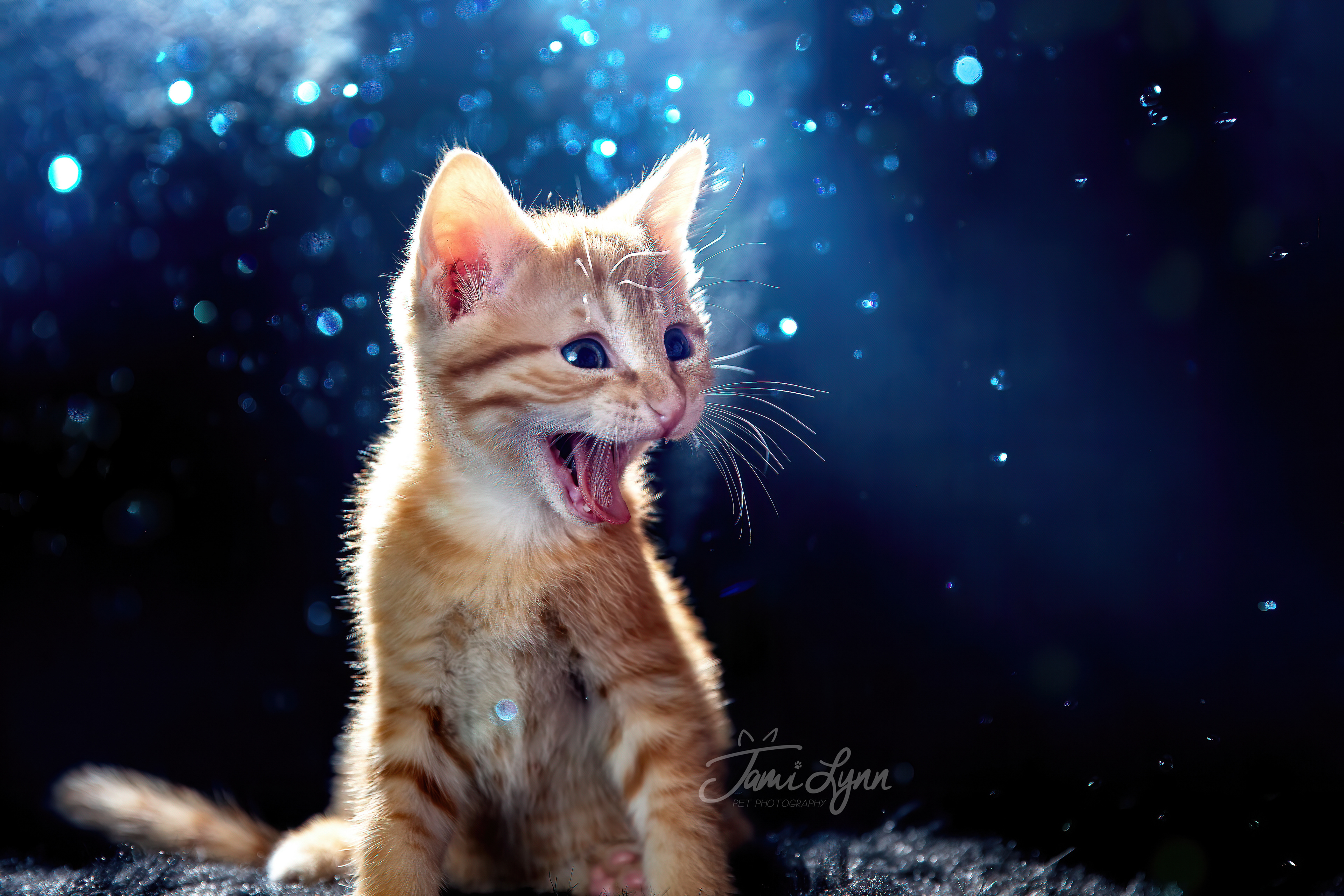 Orange Kitten sleeping in sunflowers