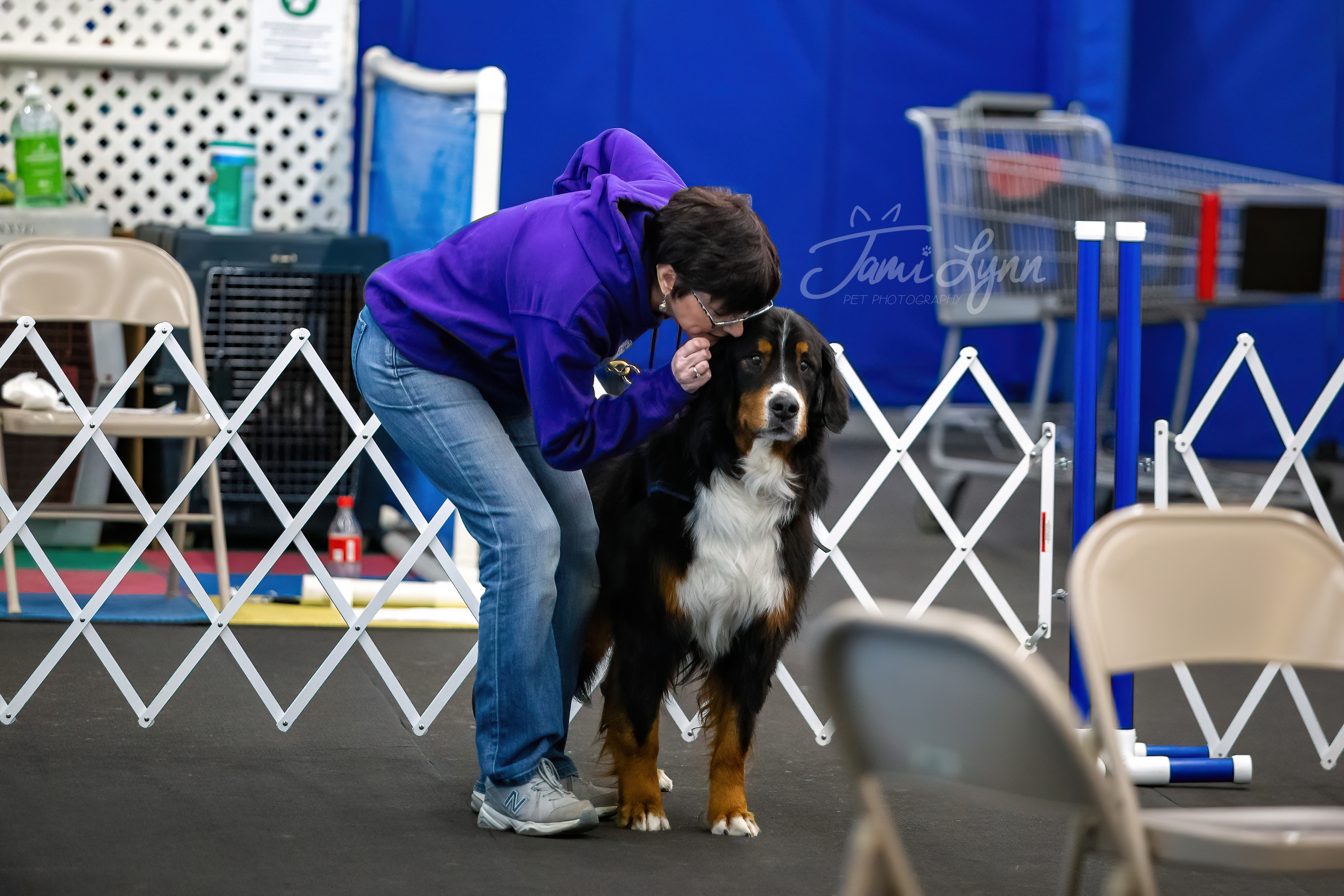 Owner and Saint Bernard sharing strategies before run