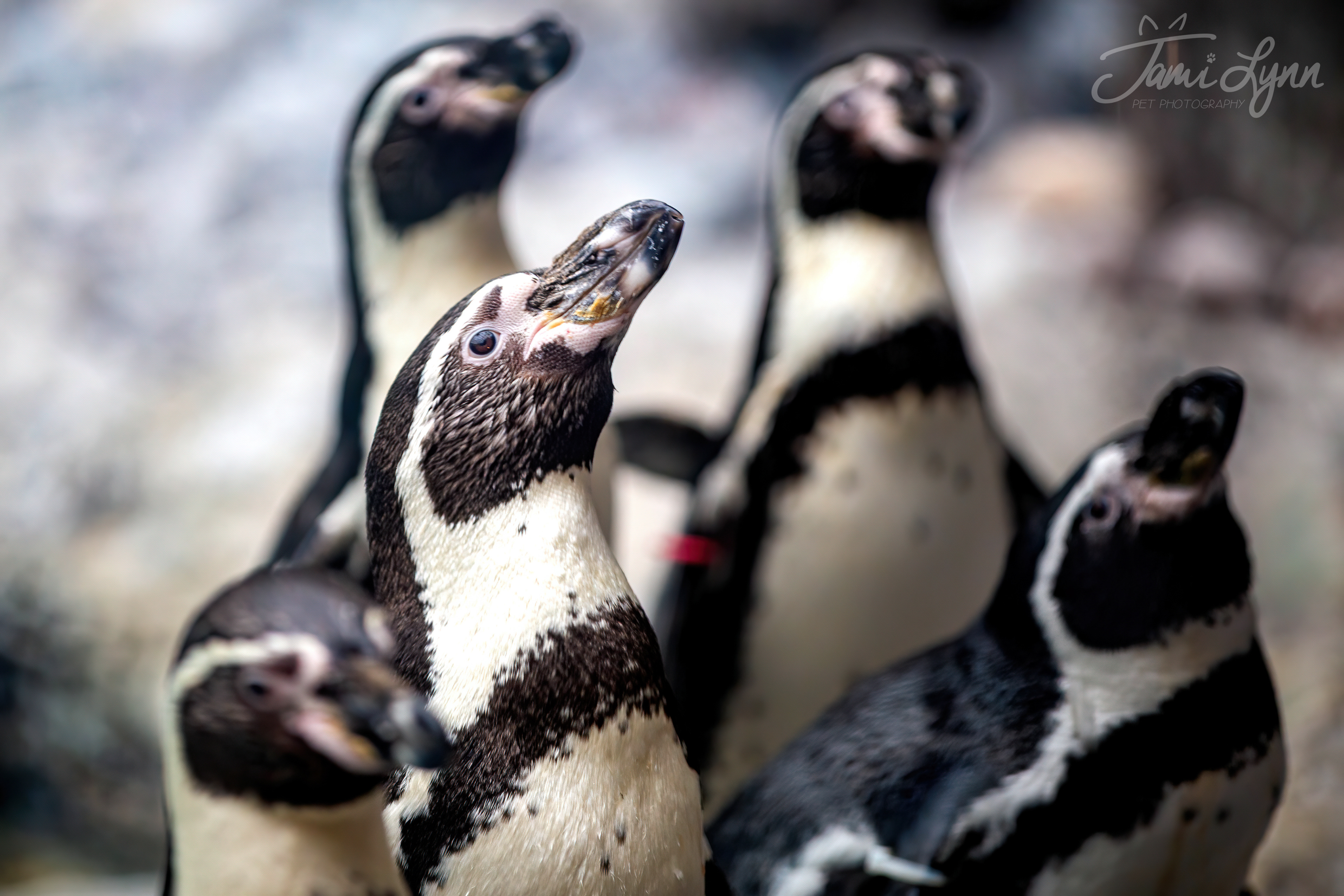 Humbolt penguins inside the living coast at Brookfield Zoo