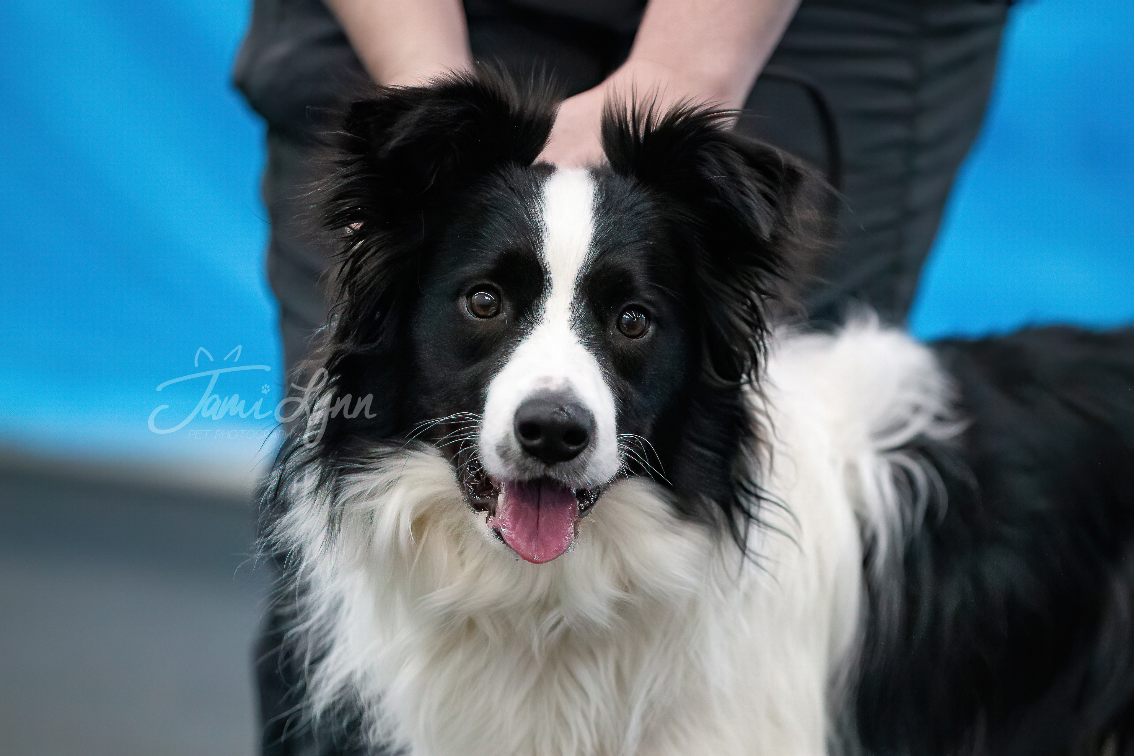 Boarder Collie excited for nosework search