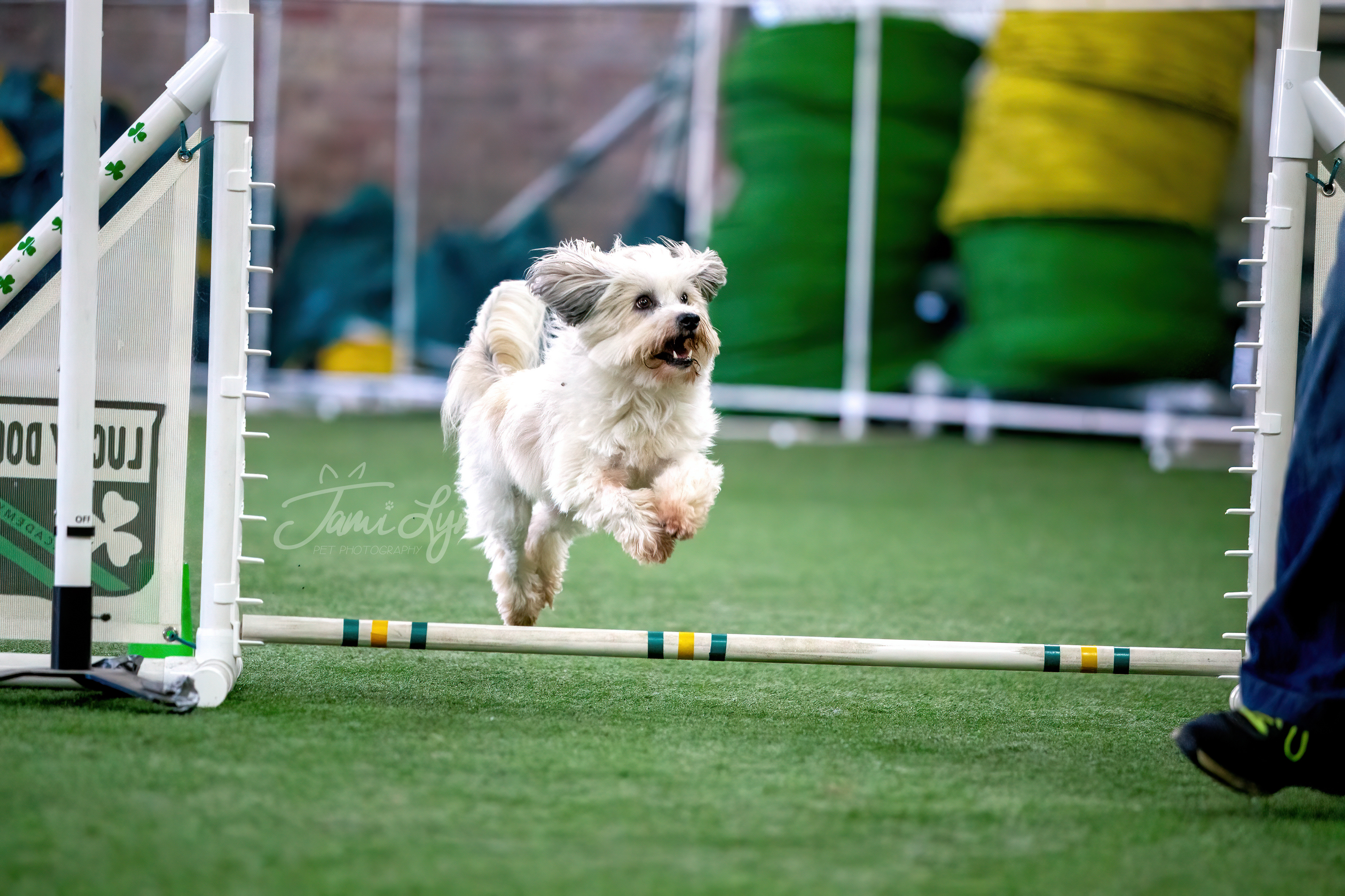 Agility trial photography dog going over a jump
