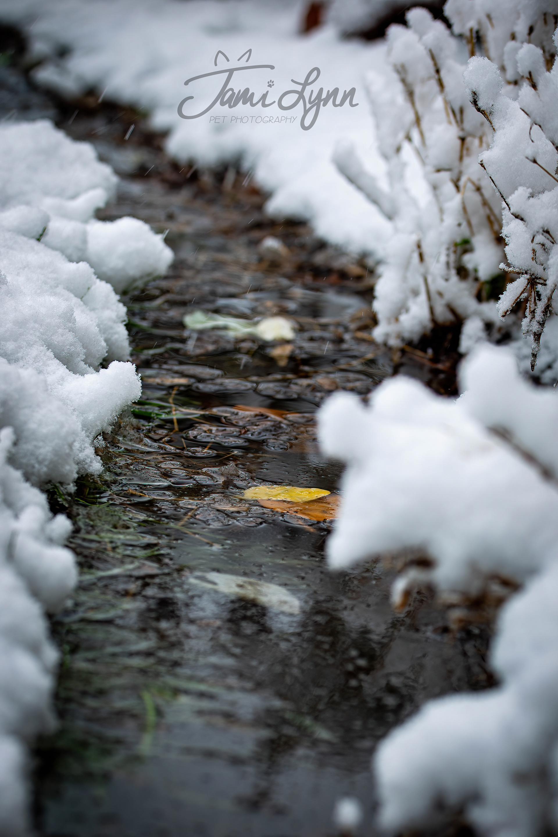 Landscape photo of water flowing through snowy banks