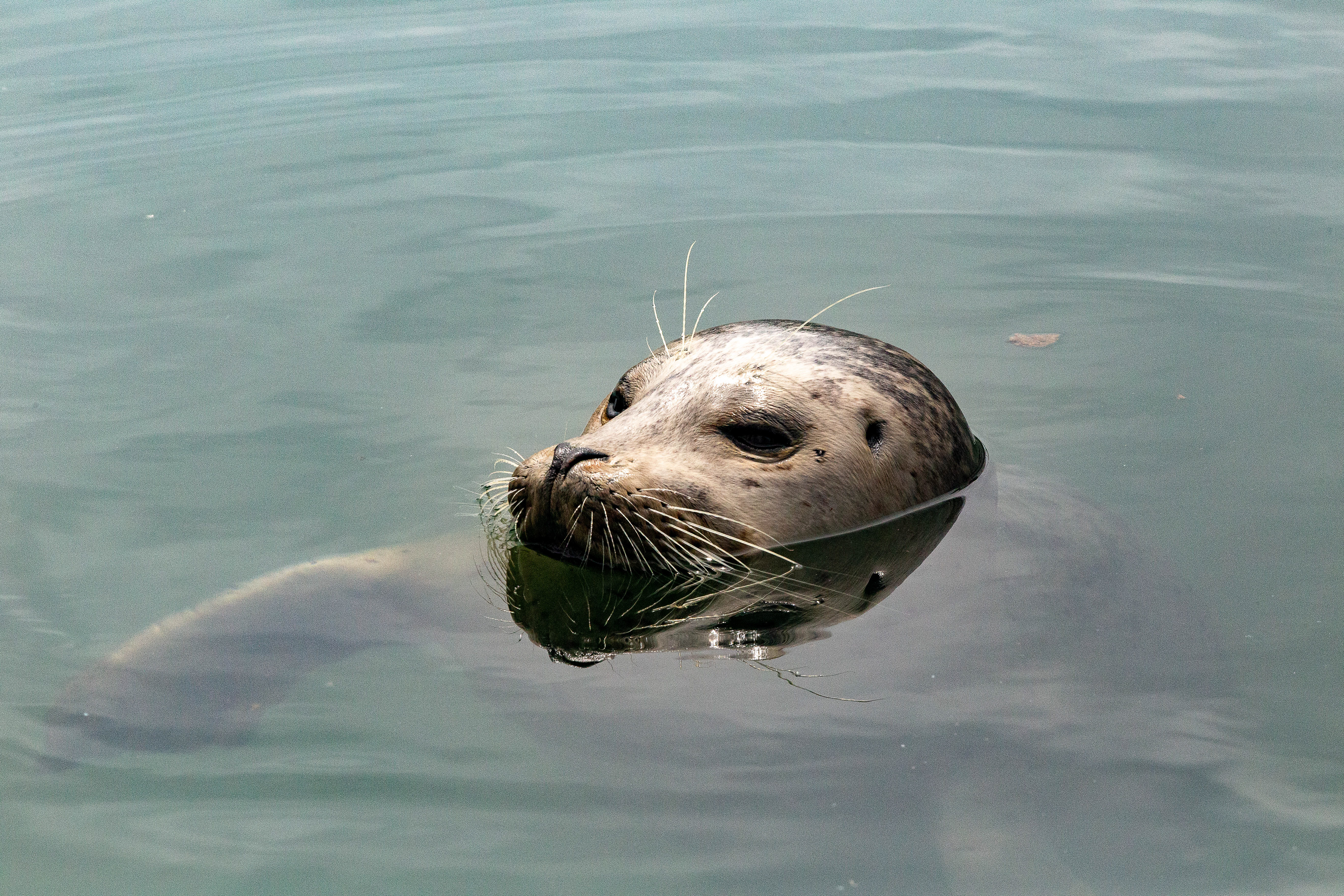 Harbor Seal in Oregon