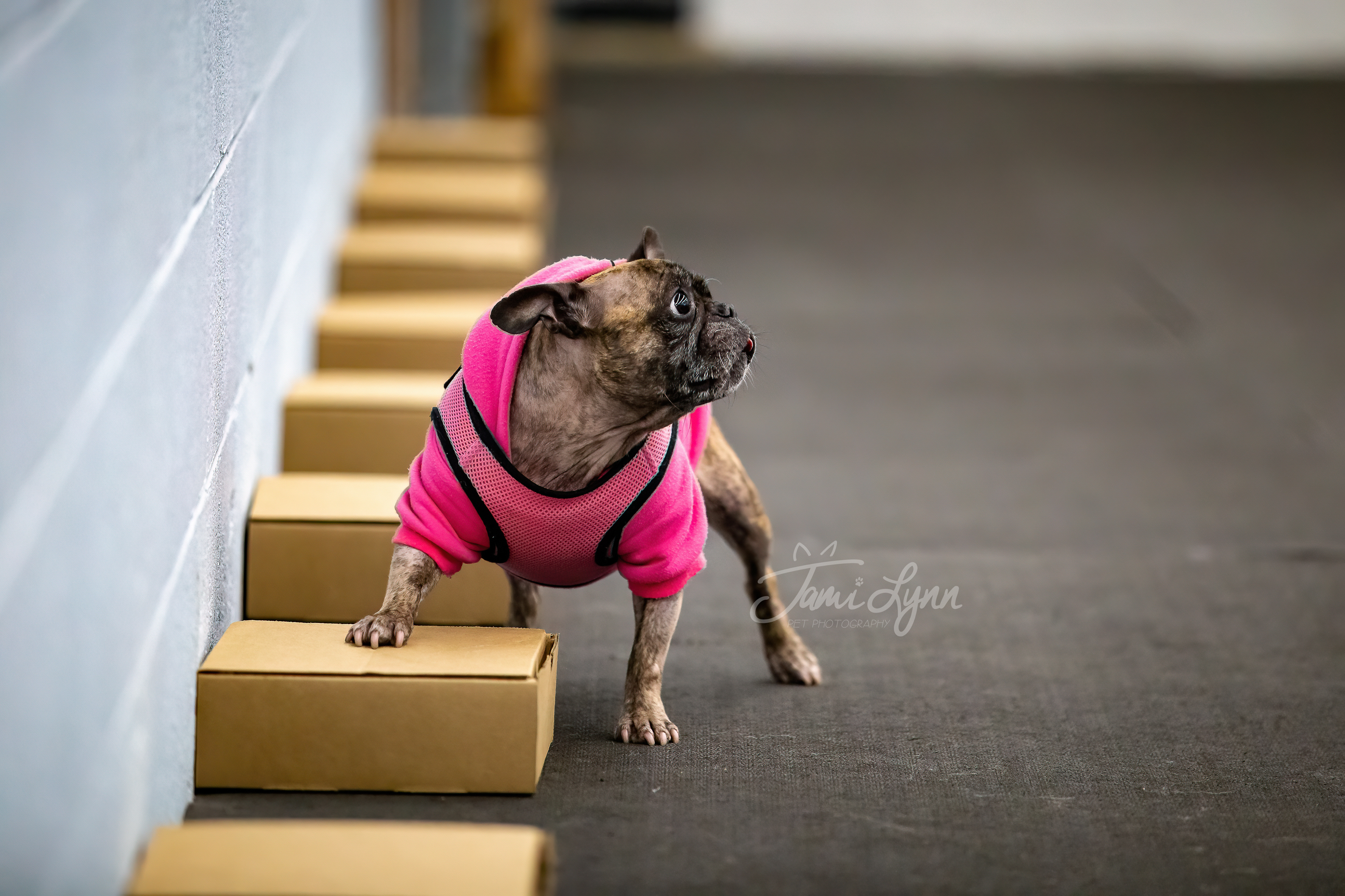 French bulldog alerting to nosework container search