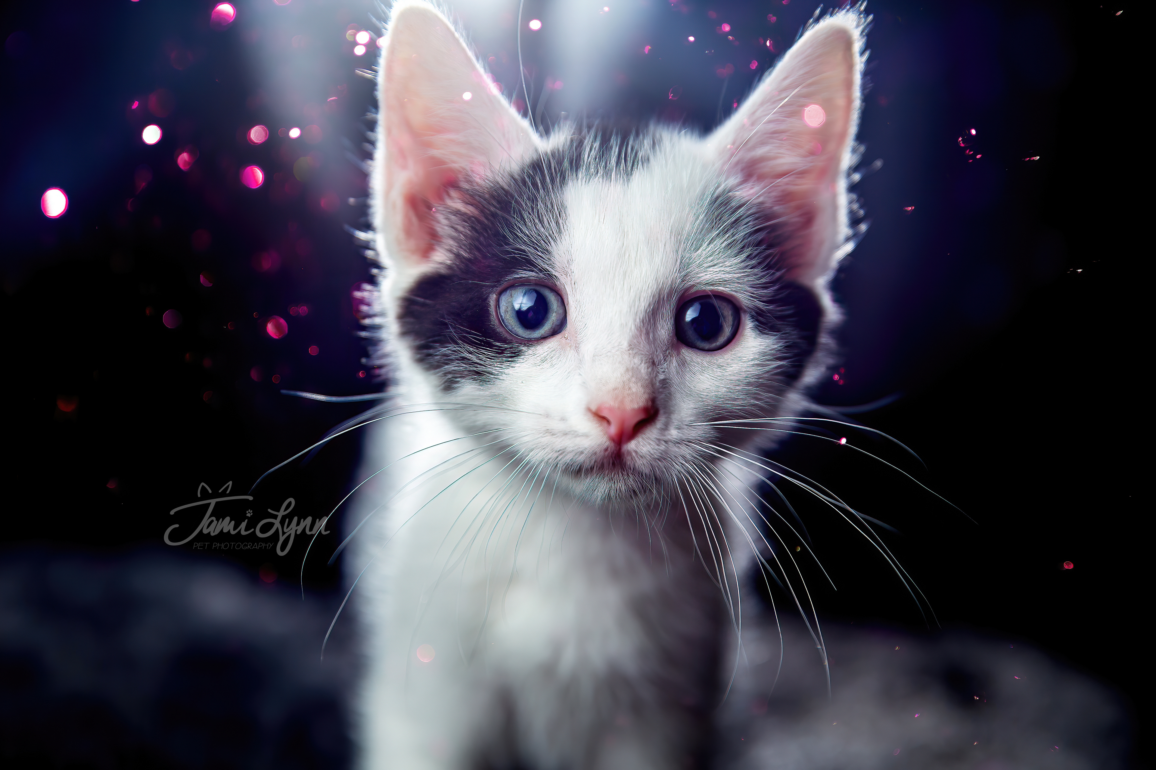 White and black kitten with pink glitter