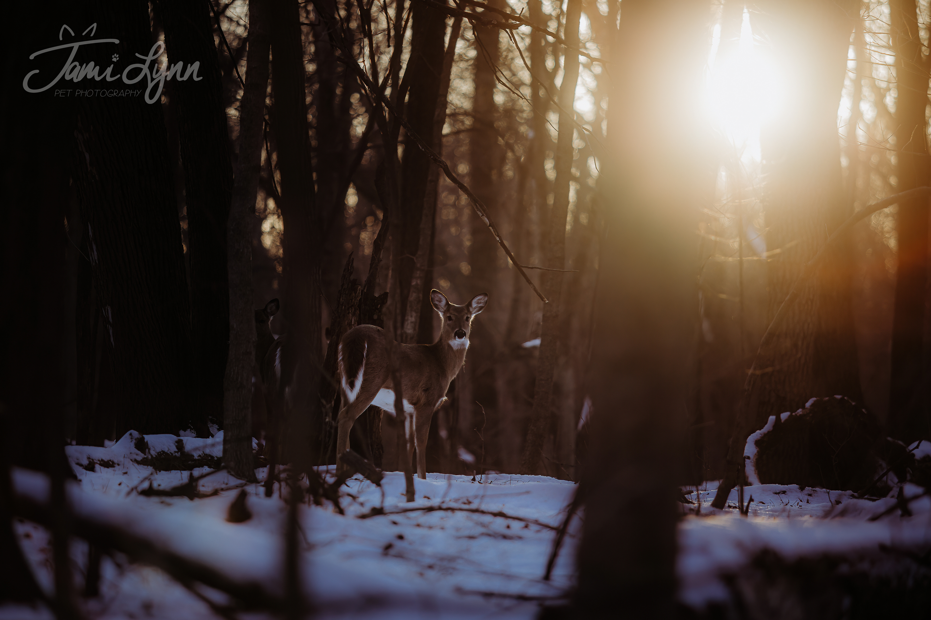 Sunset image of a white tailed deer in the Forest 