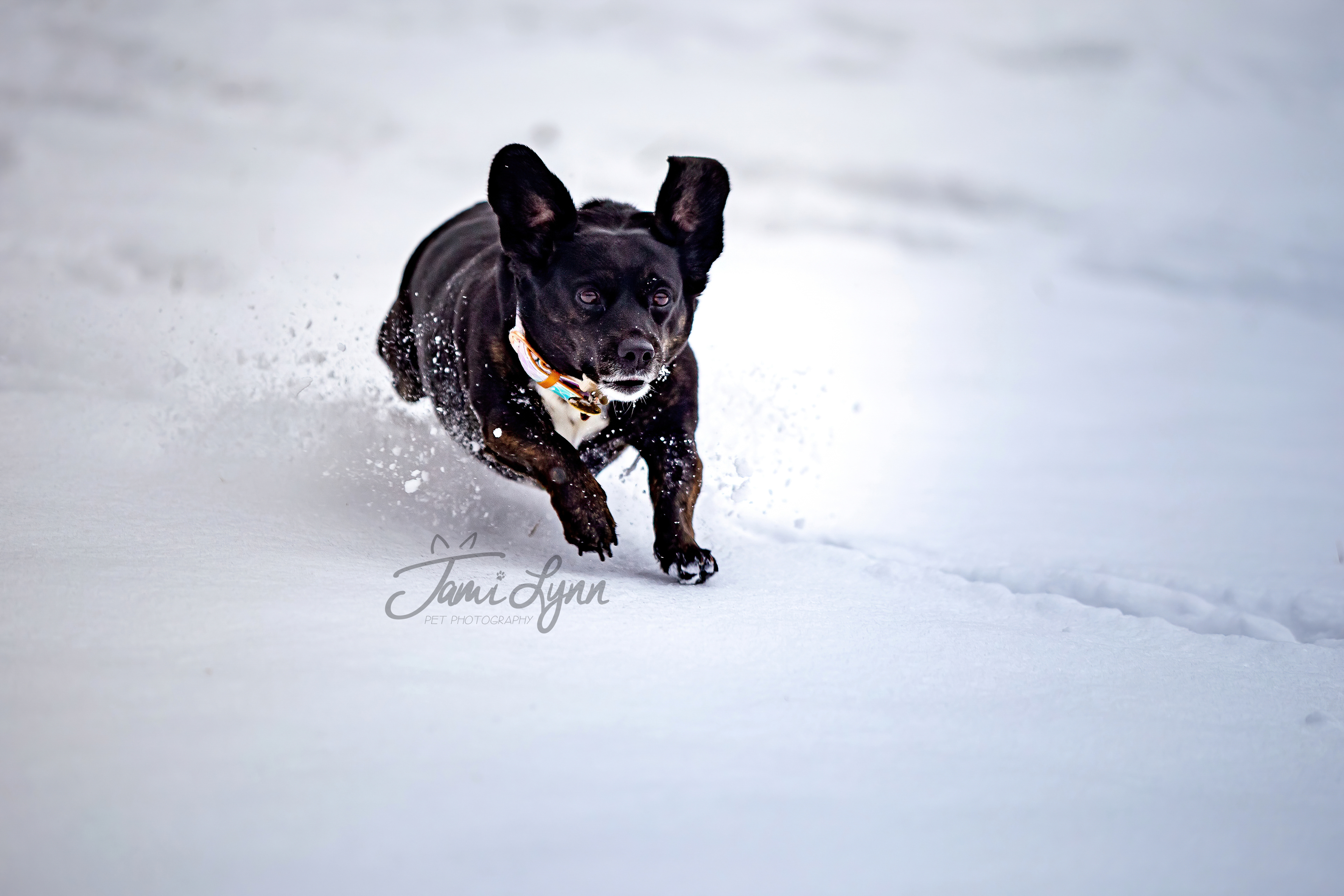 Black dog in Daffodil garden