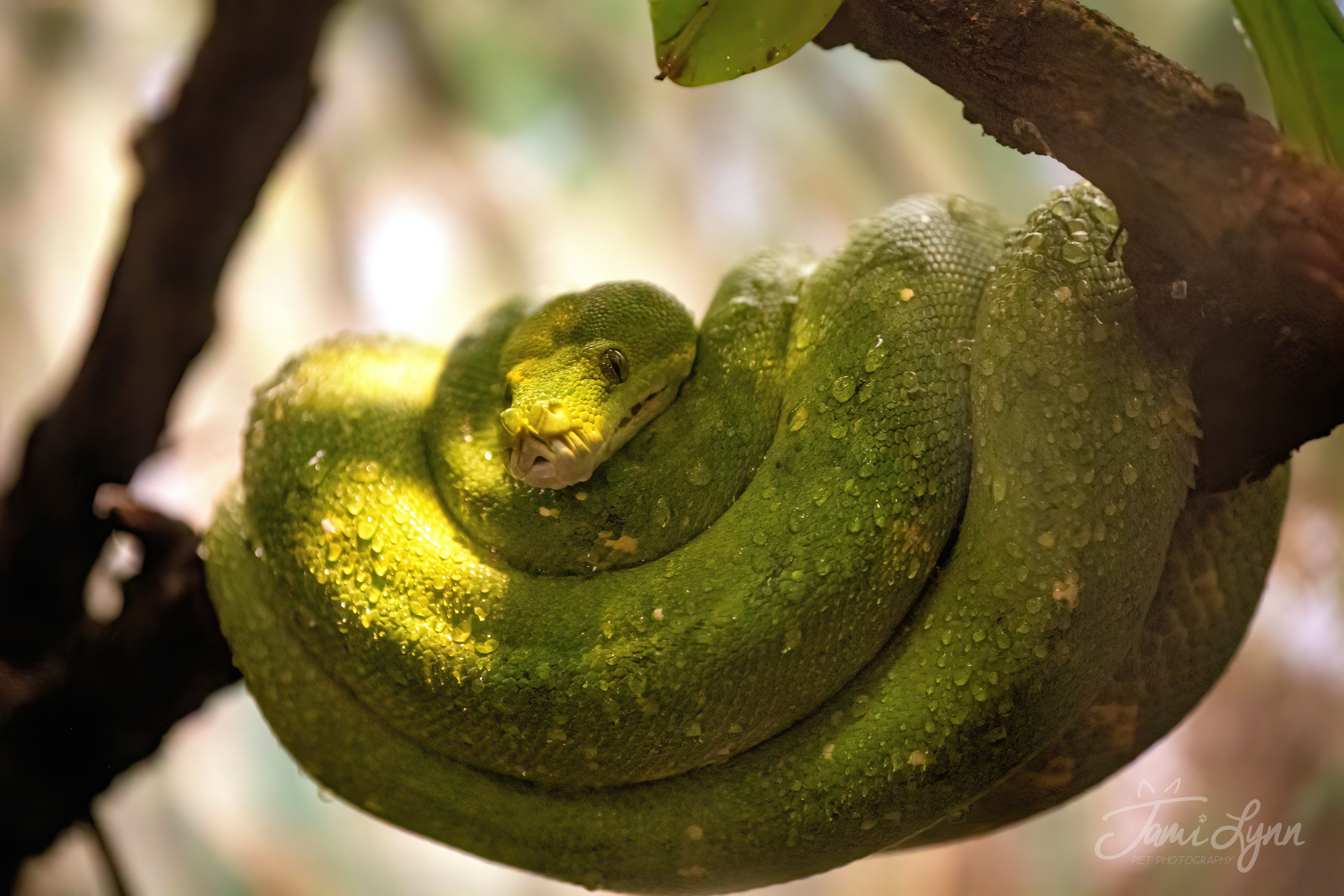 Green Tree Python in Brookfield Zoos Australia house