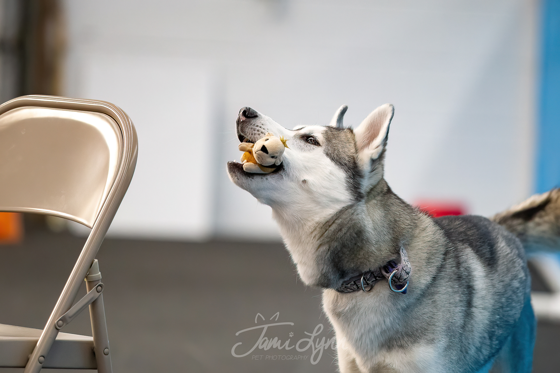 Siberian Husky being naughty