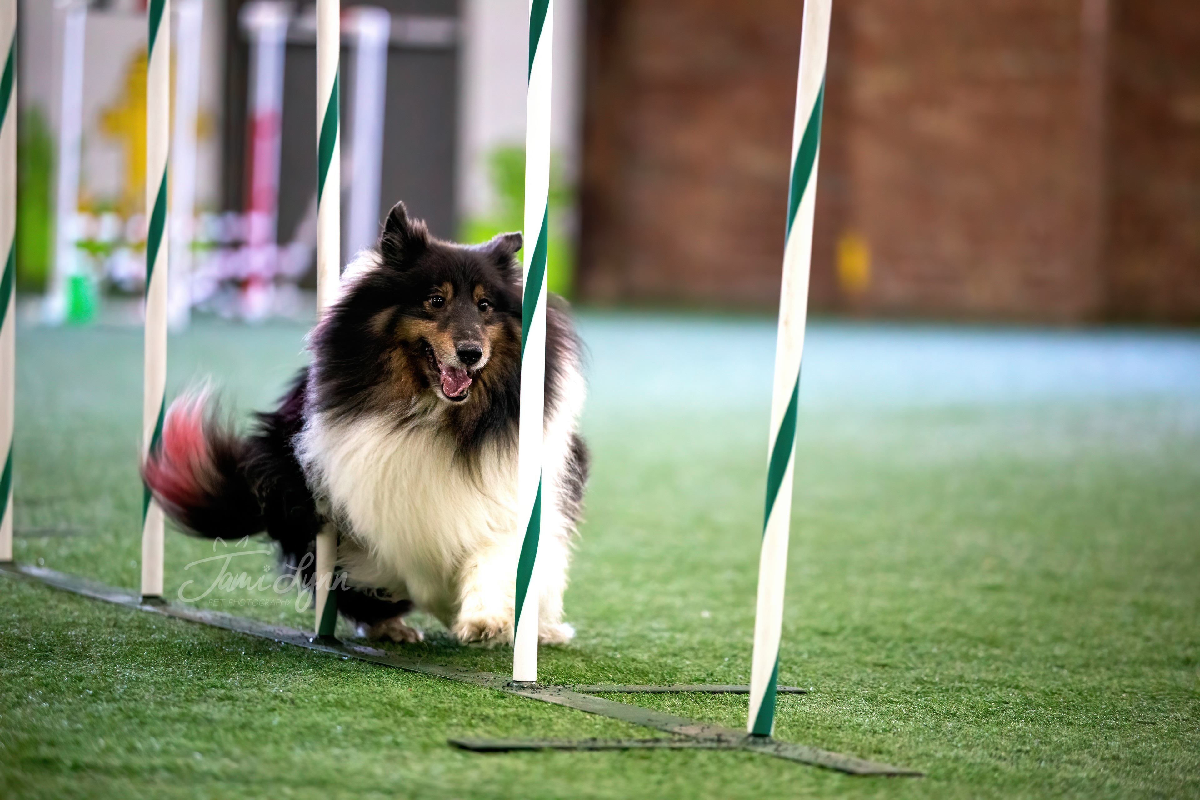 Dog using agility weaves