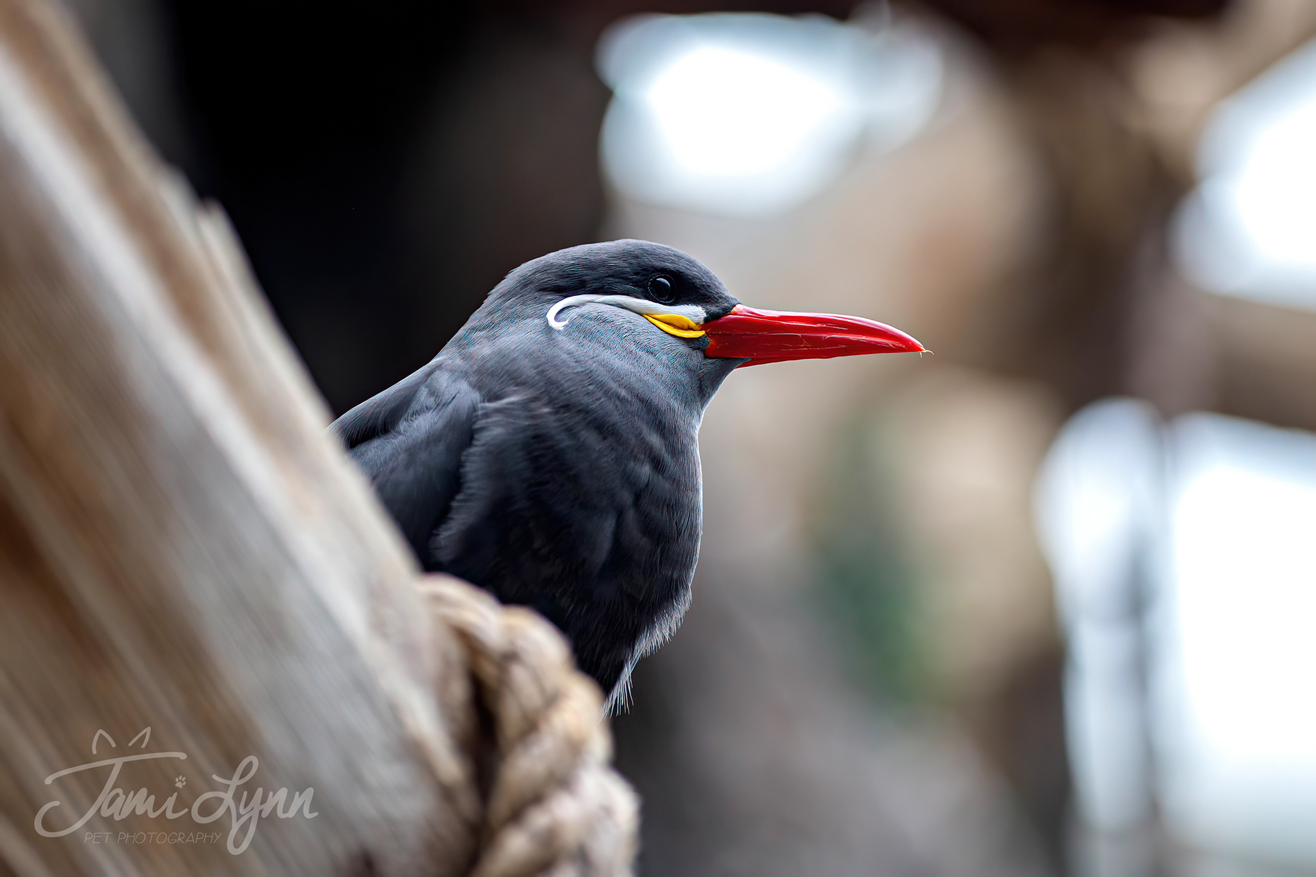 Incaturns free flight inside the living coast at Brookfield zoo