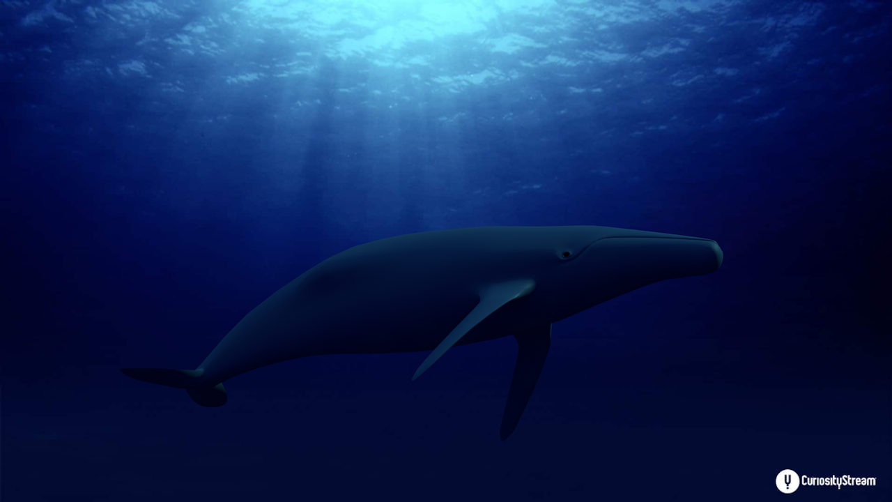 3D Model Whale I created a 3D modeled whale in a lit environment in Cinema 4D and put it in an ocean environment in order to set a scene.