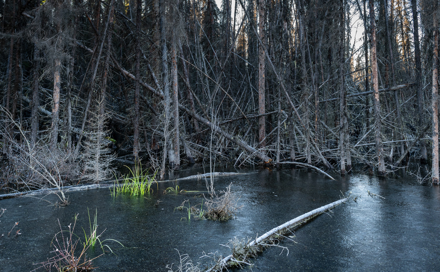 Nechako Landscapes 2025/10