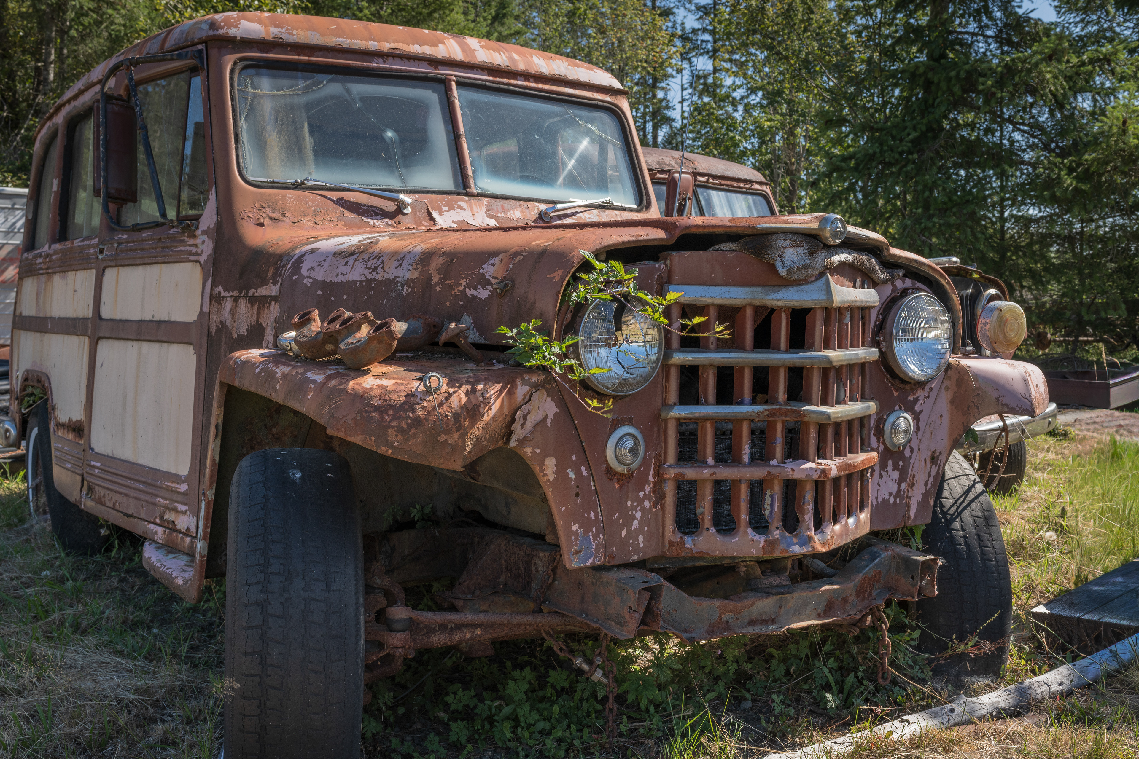 Willys Jeeps