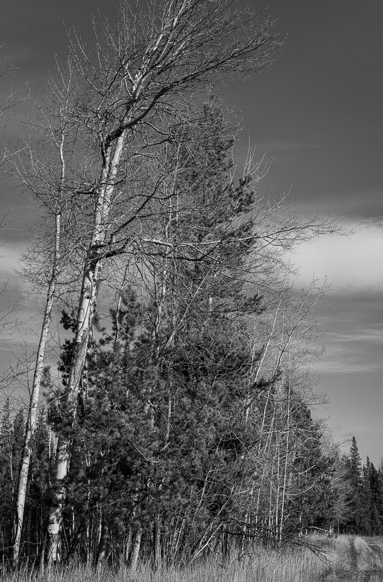 Nechako Landscapes 2025/10