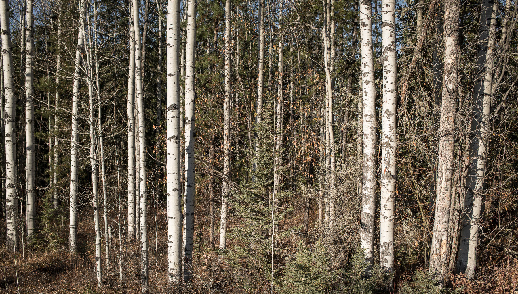 Nechako Landscapes 2025/10