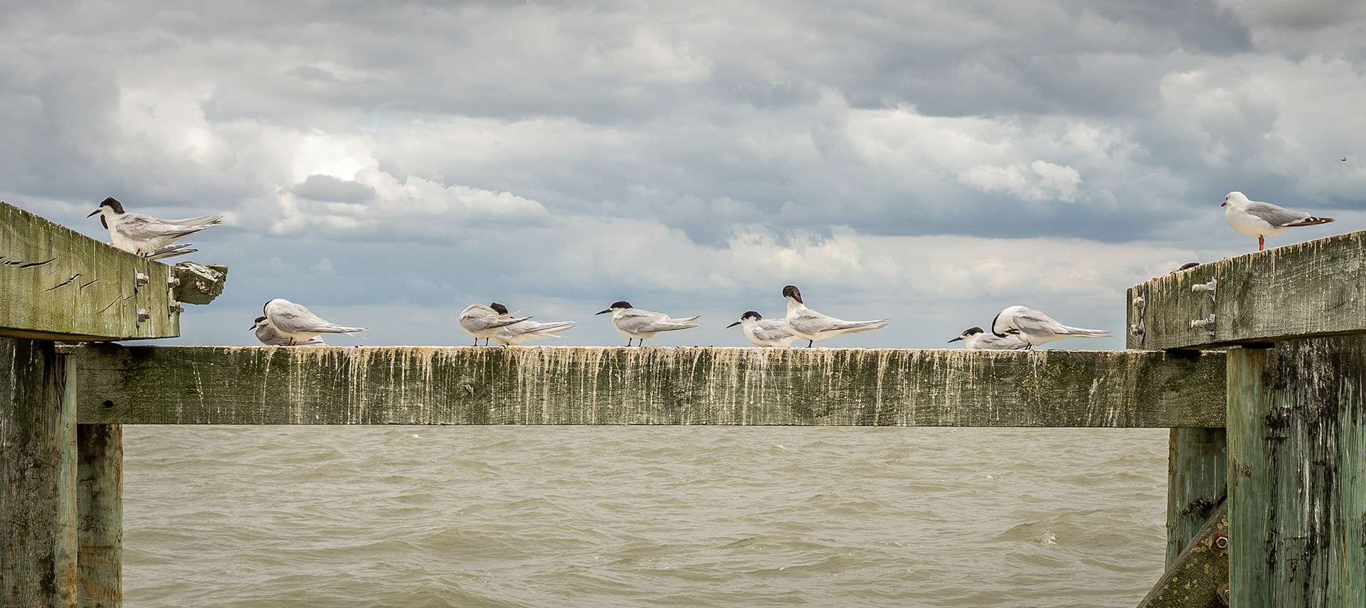eleven southern teens roosting on a guano covered horizontal dock beam with high contrast cumulus clouds in the background, at Shelly Beach New Zealand