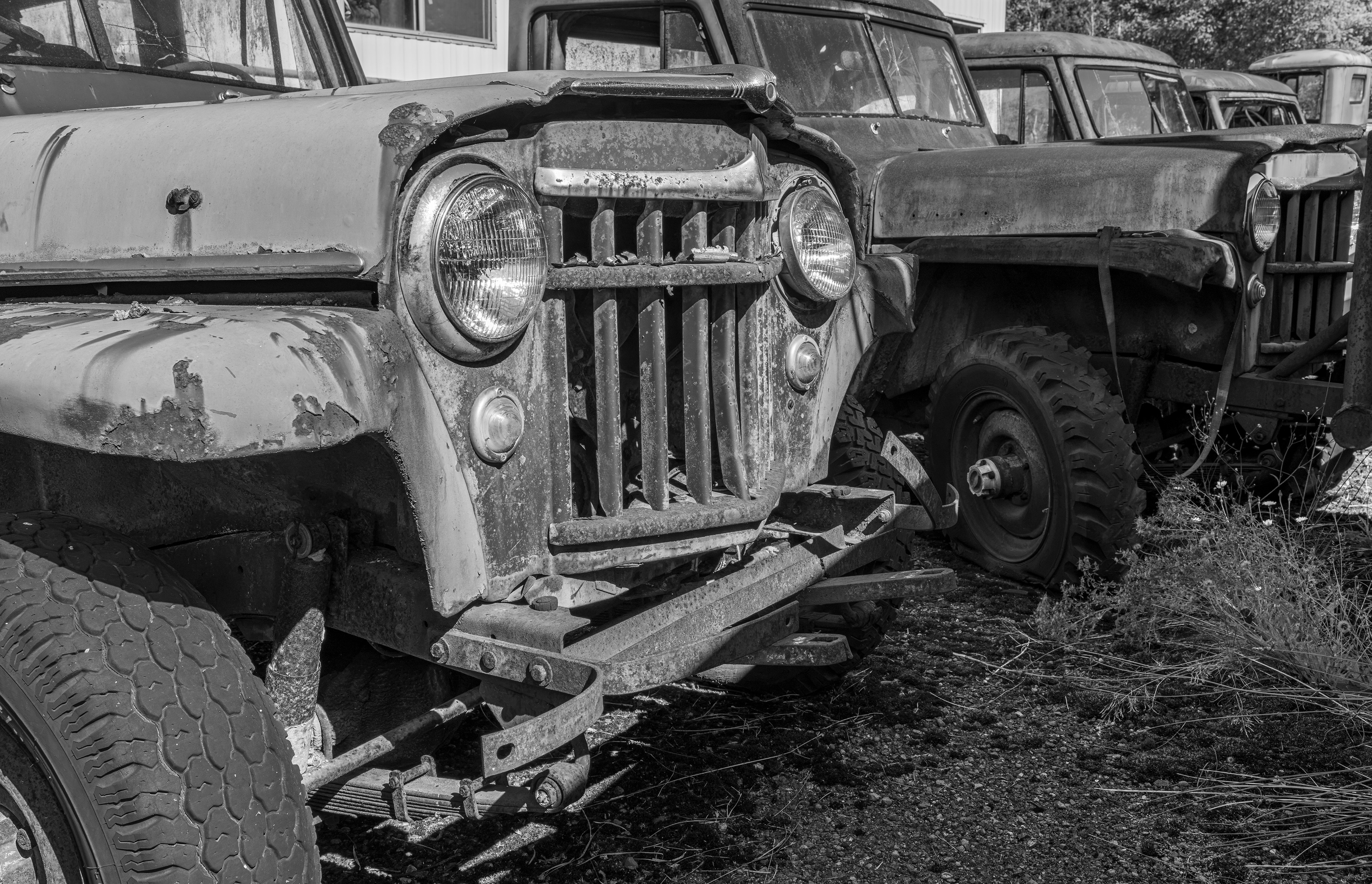 Willys Jeeps