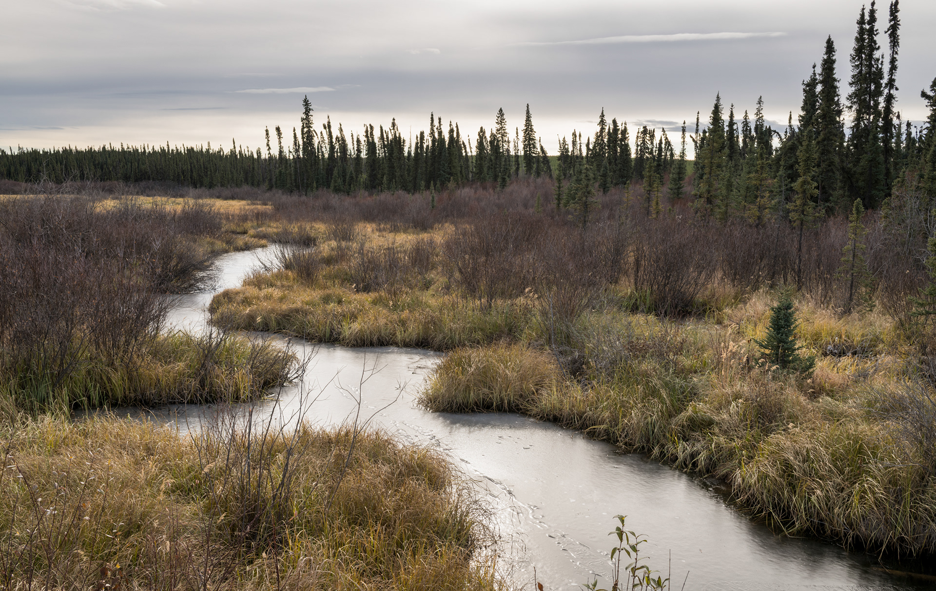stream with skim ice  winding through a northern moose meadow framed by black spruce forest in the background, near Vanderhoof BC