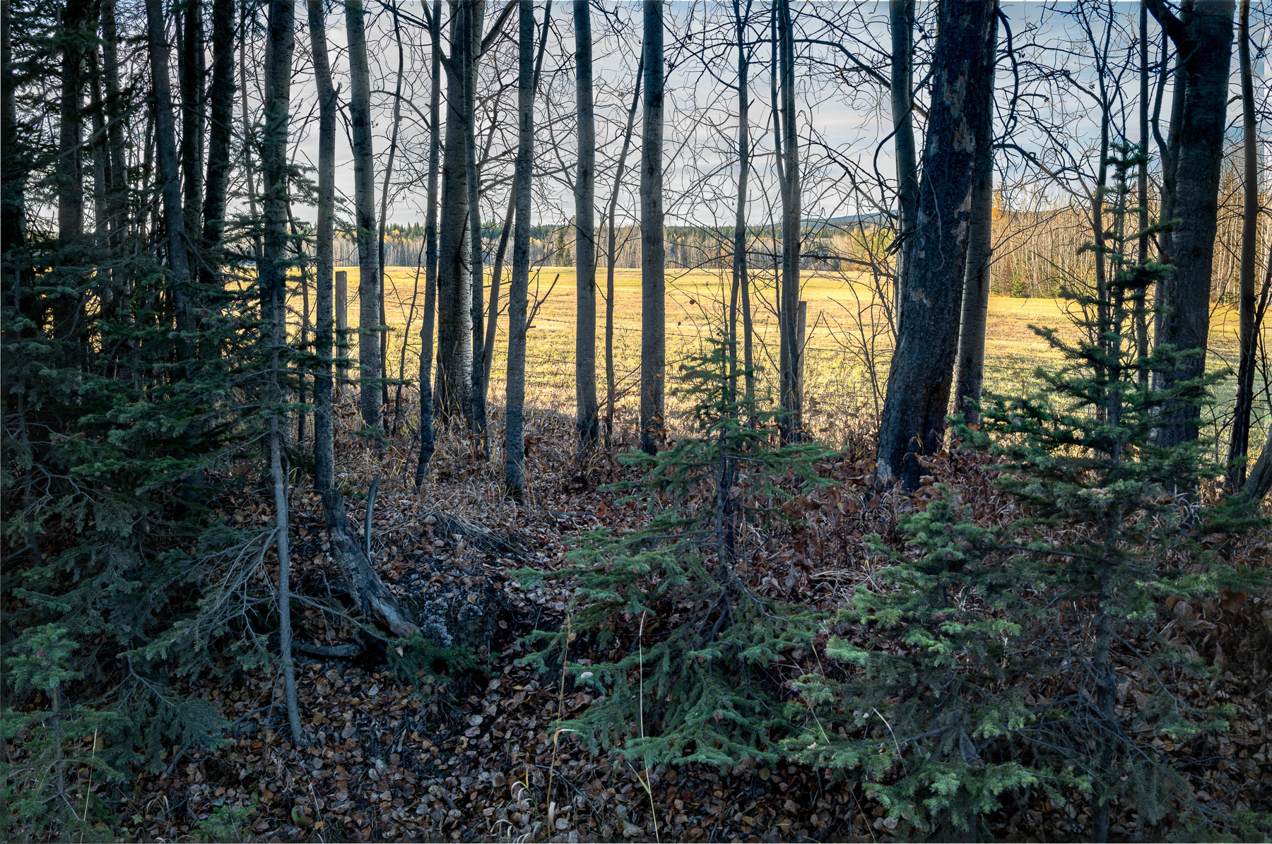 Nechako Landscapes 2025/10