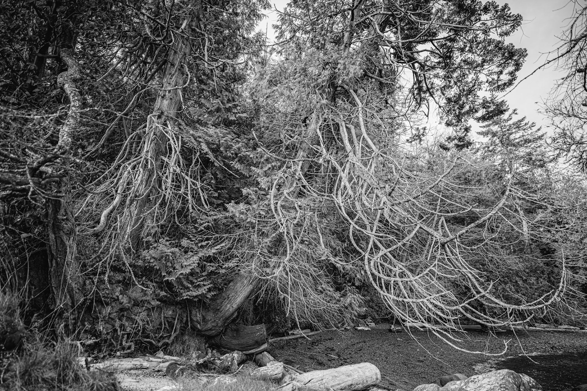 Cedars overhanging beach