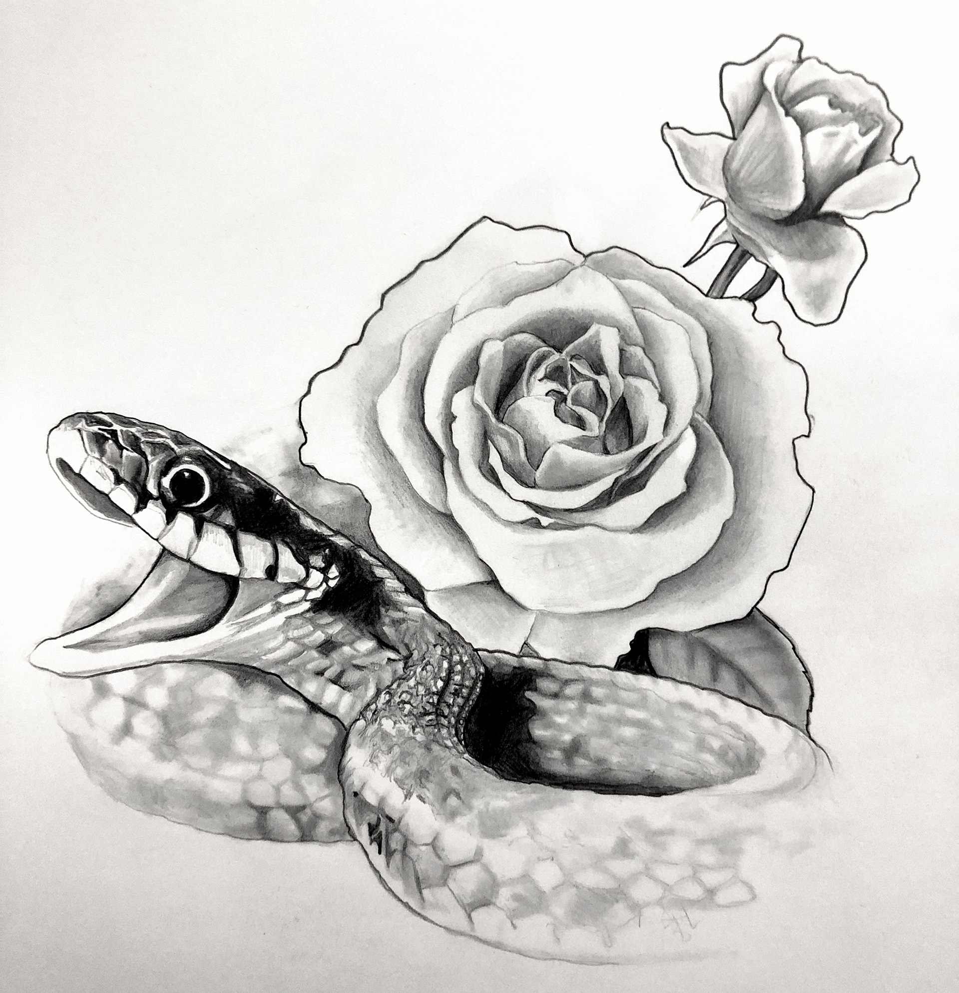 Graphite on paper illustration 