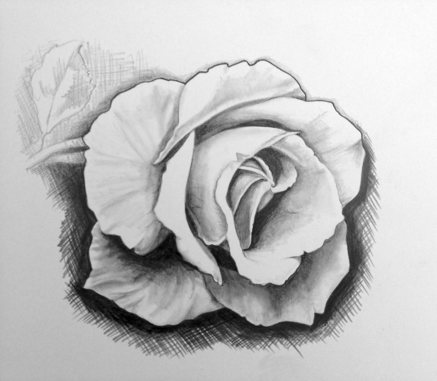 Graphite on paper illustration 