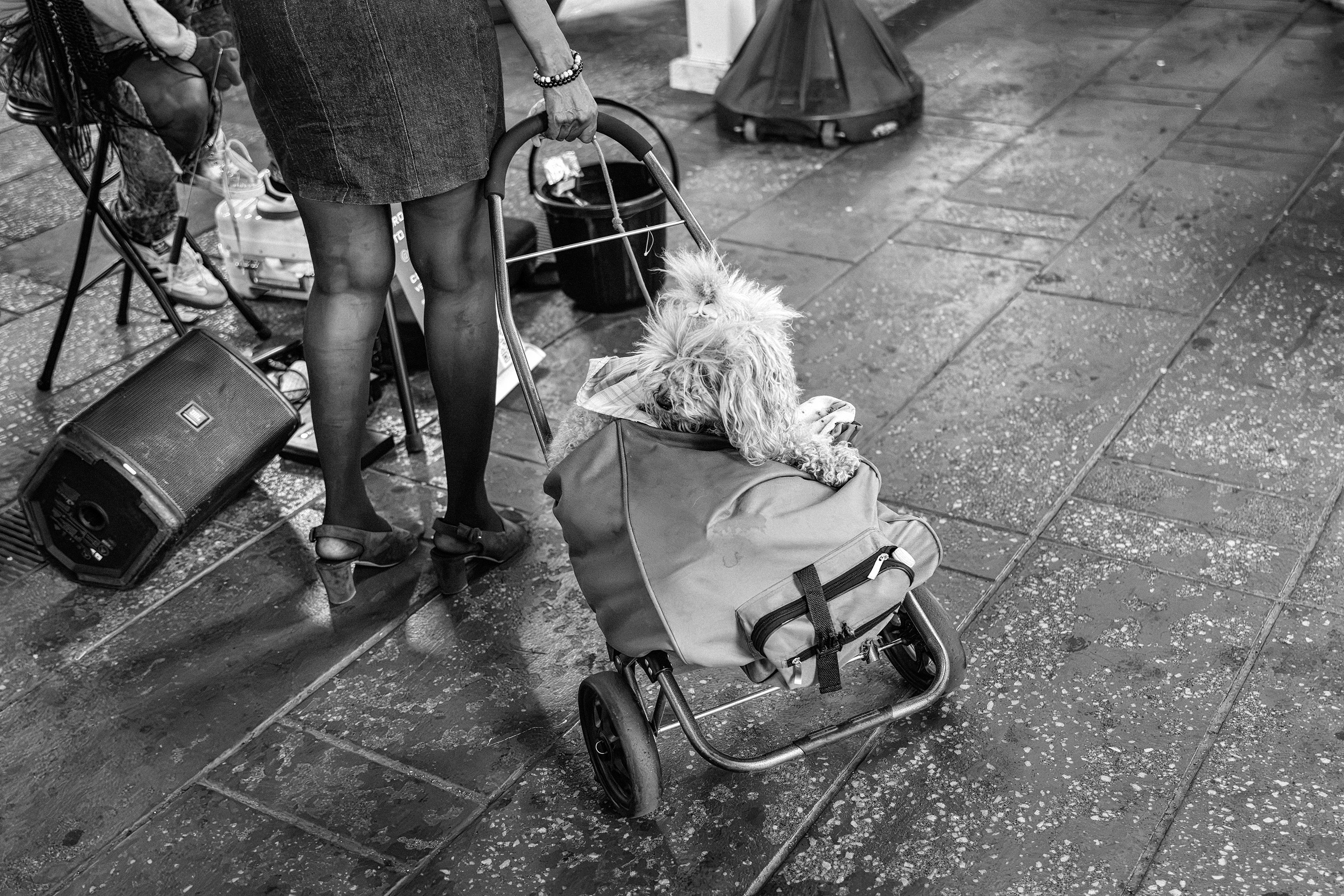 The VIP Passenger — New York