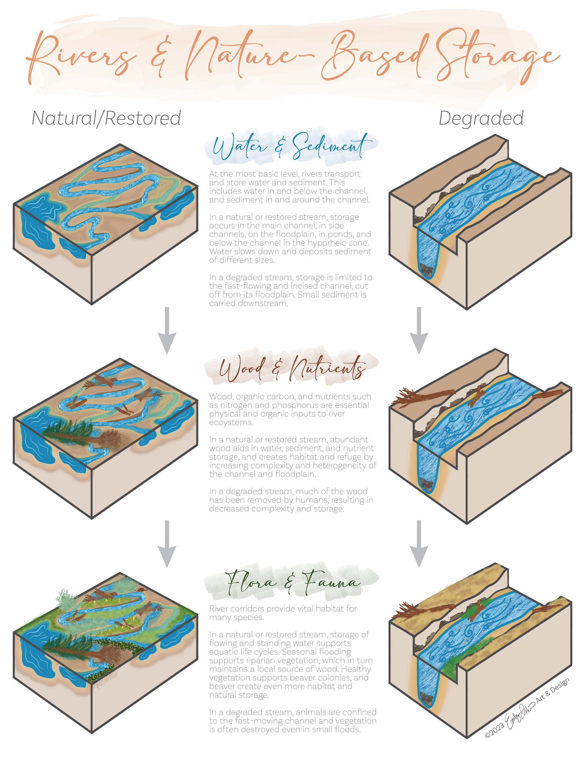 Infographic with original illustrations depicting nature-based storage, created in Adobe Fresco and Illustrator for the Walton Family Foundation.