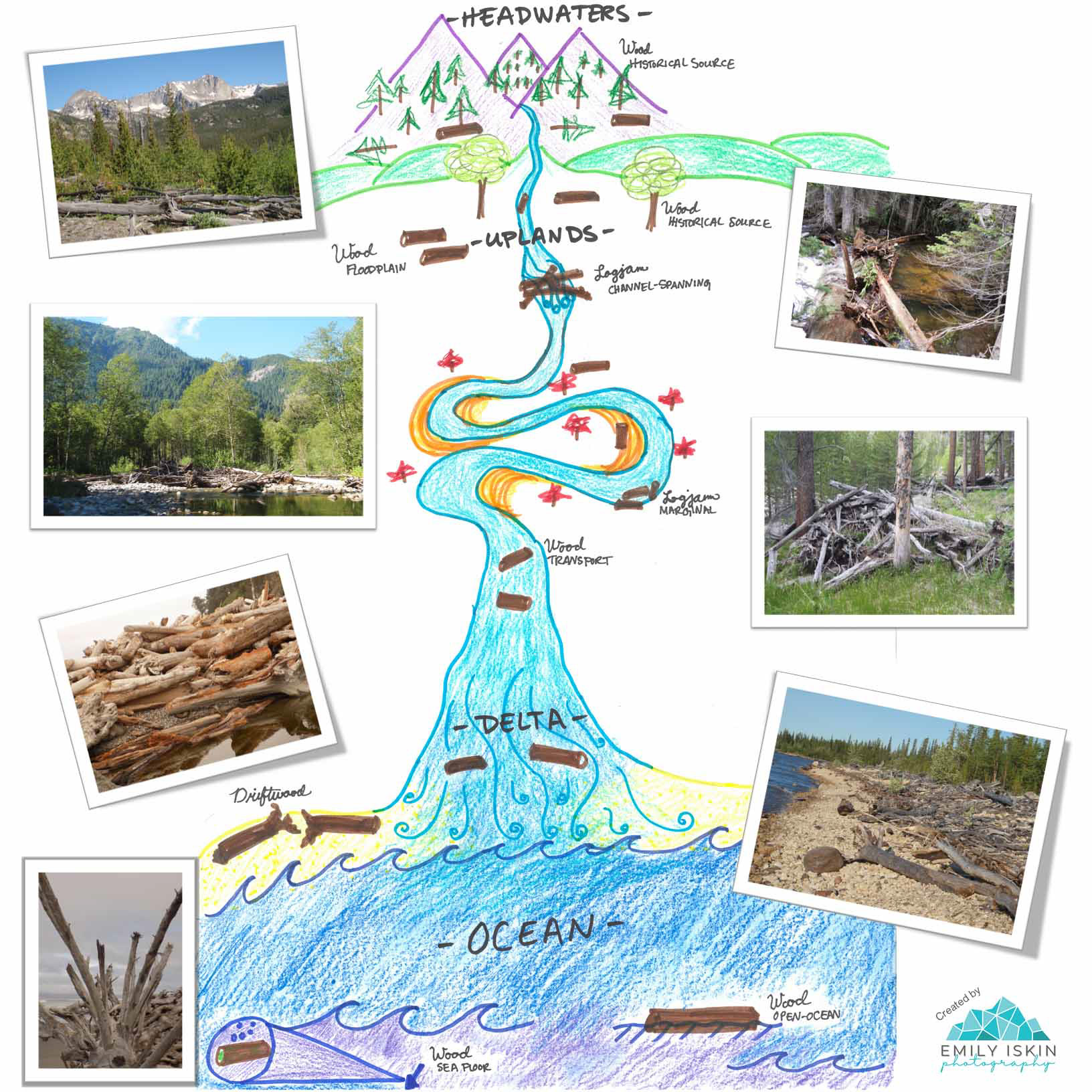 Representation of large wood transport dynamics for Science Advances article "Damming the Wood Falls", hand drawn with photos from Ellen Wohl.