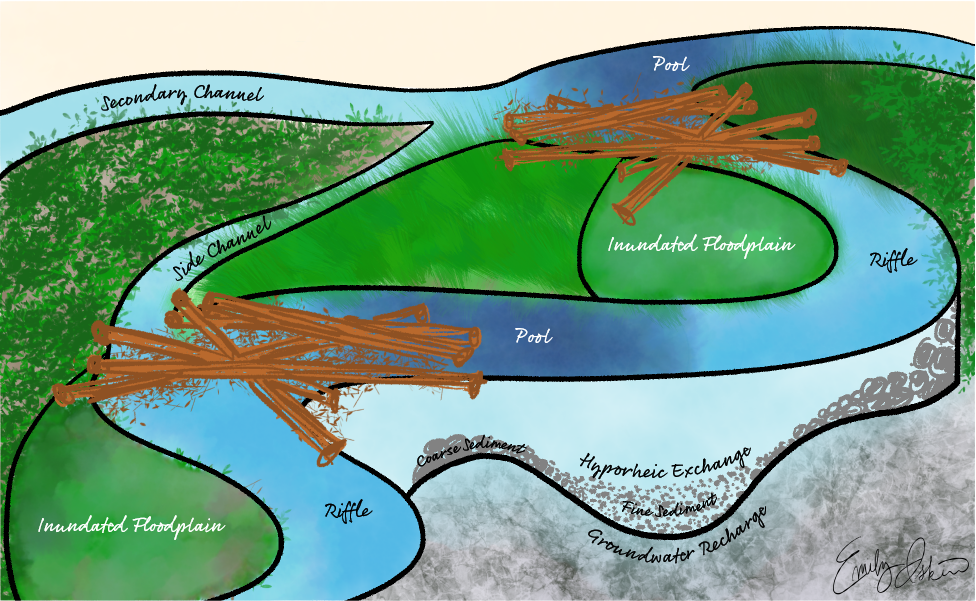 Illustration of effective uses of large wood in rivers, created in Adobe Fresco and Illustrator.