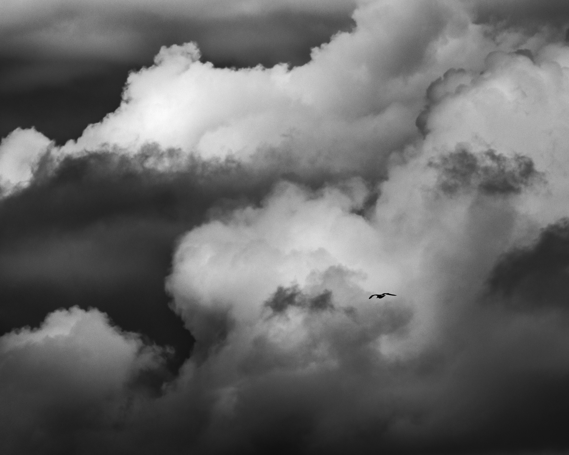Wings in the Storm